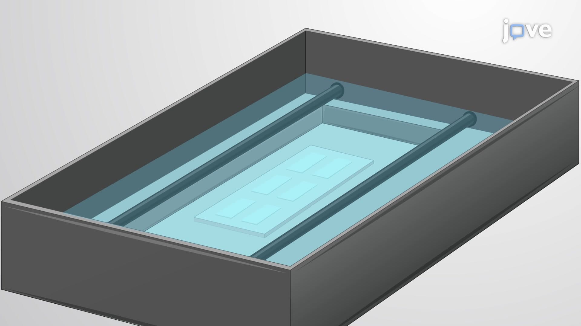 Single-Cell Western Blotting to Determine Cell Heterogeneity