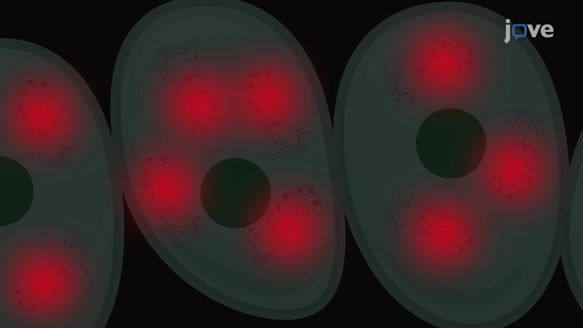 Proximity Ligation Assay to Study In Situ Protein-Protein Interactions