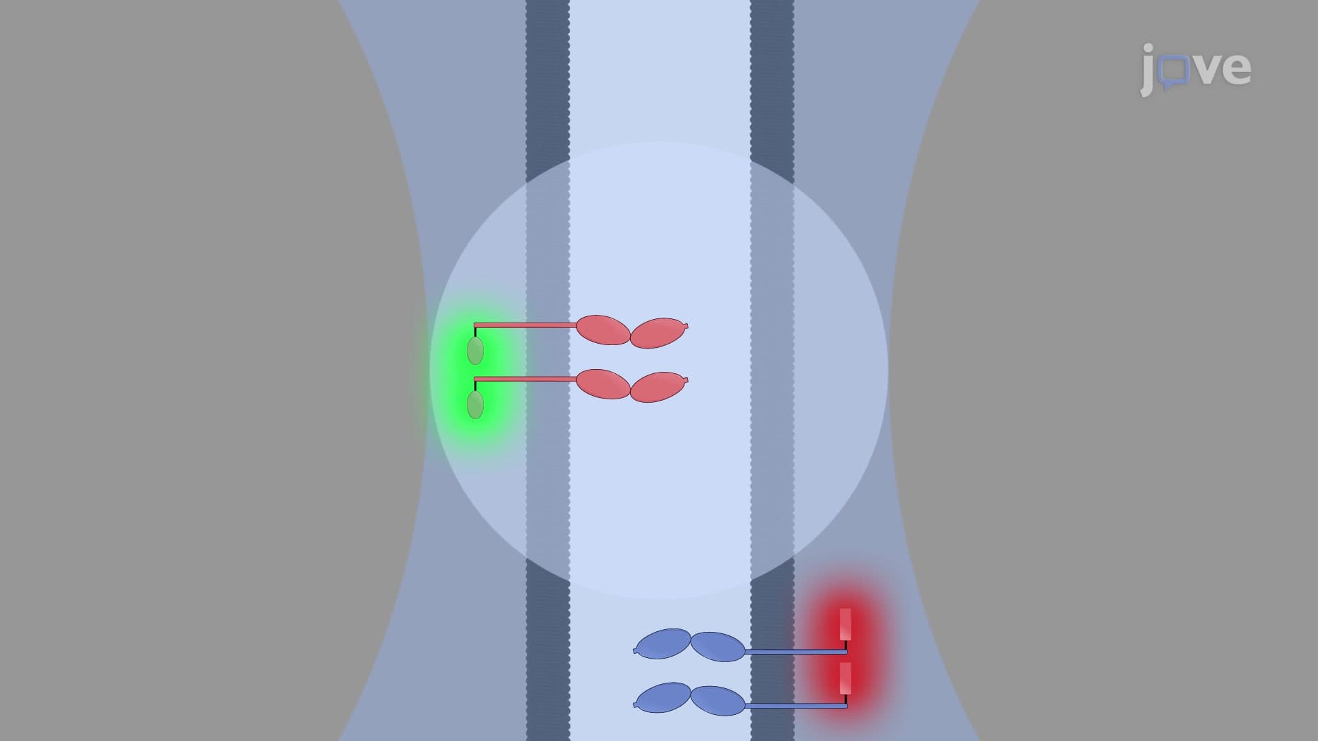 Fluorescence Fluctuation Spectroscopy to Study Protein Interaction at Cell Contacts