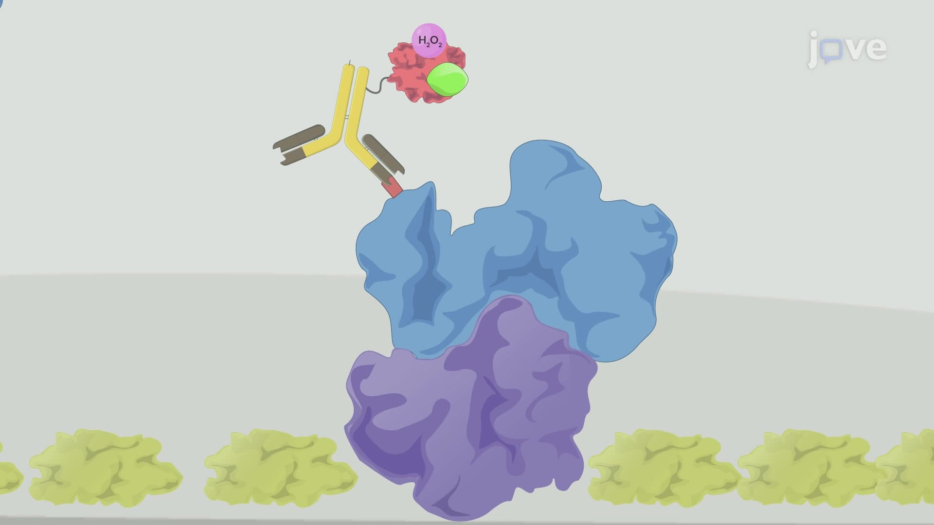 ELISA-Based Method to Analyze Interactions between Bait and Prey Proteins