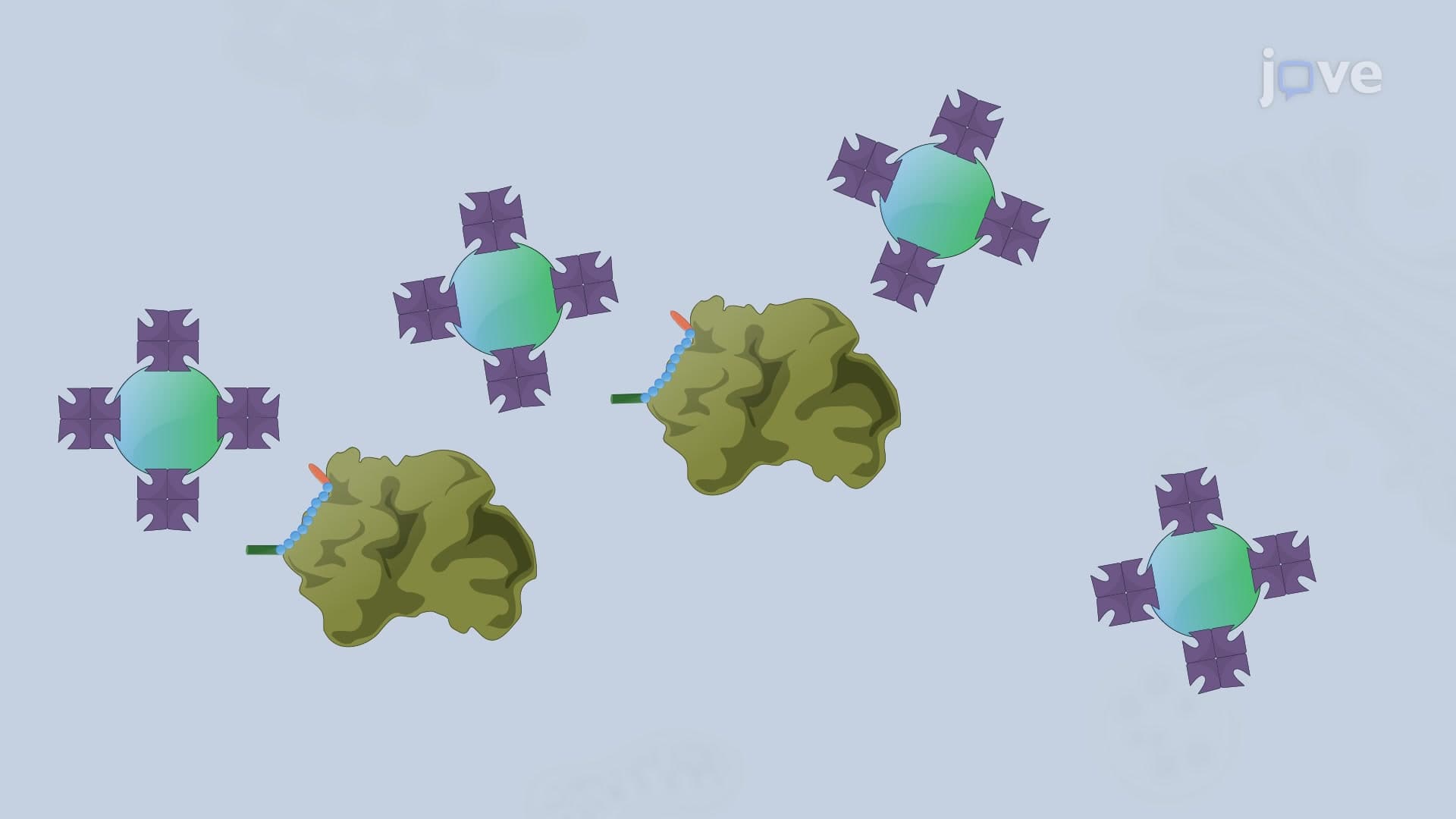 Biotinylated Cell-Penetrating Peptide Probe to Detect Protein-Protein Interactions