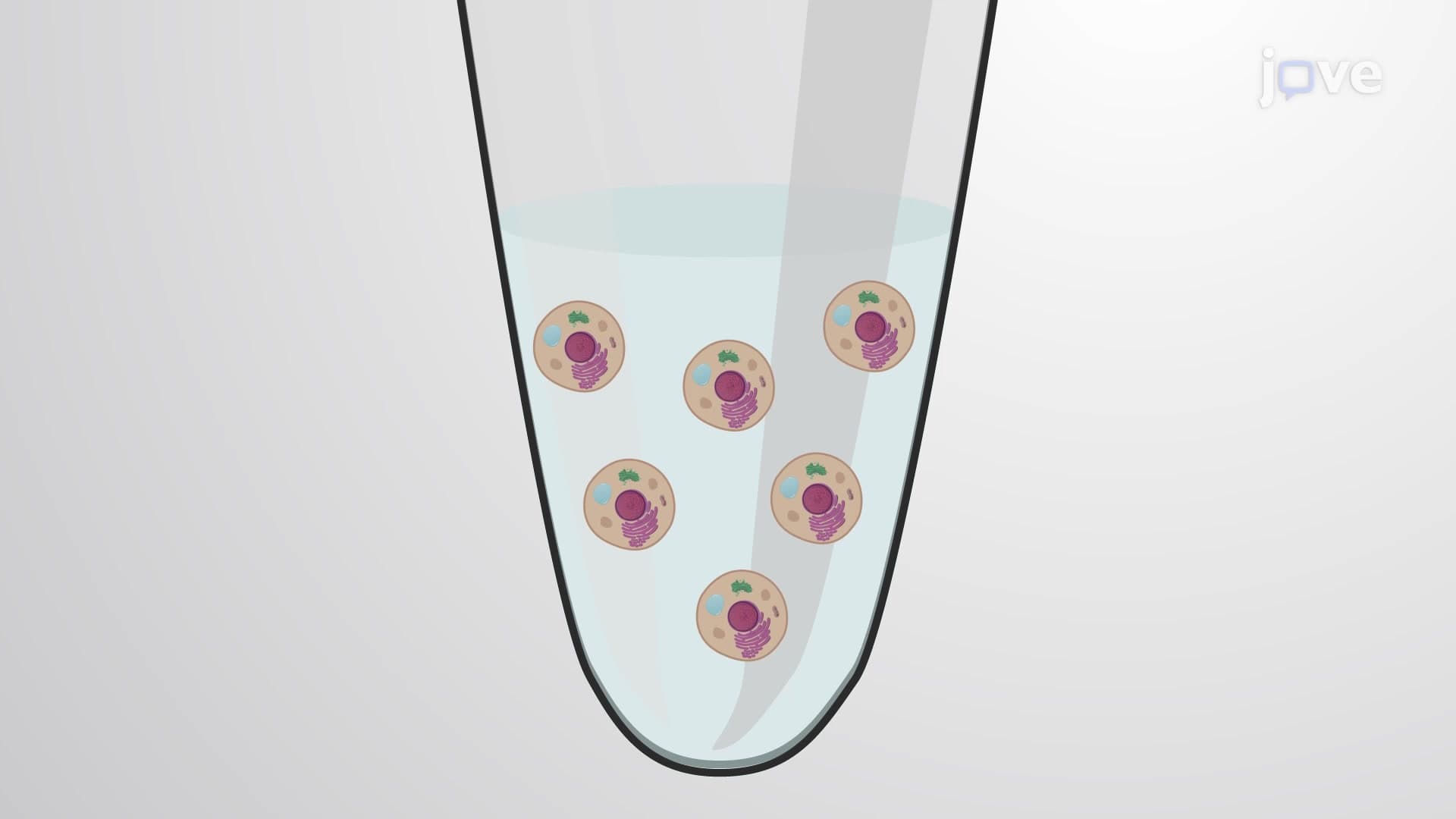 Yeast Two-Hybrid Assay to Determine Protein Self-Association in Yeast Cells