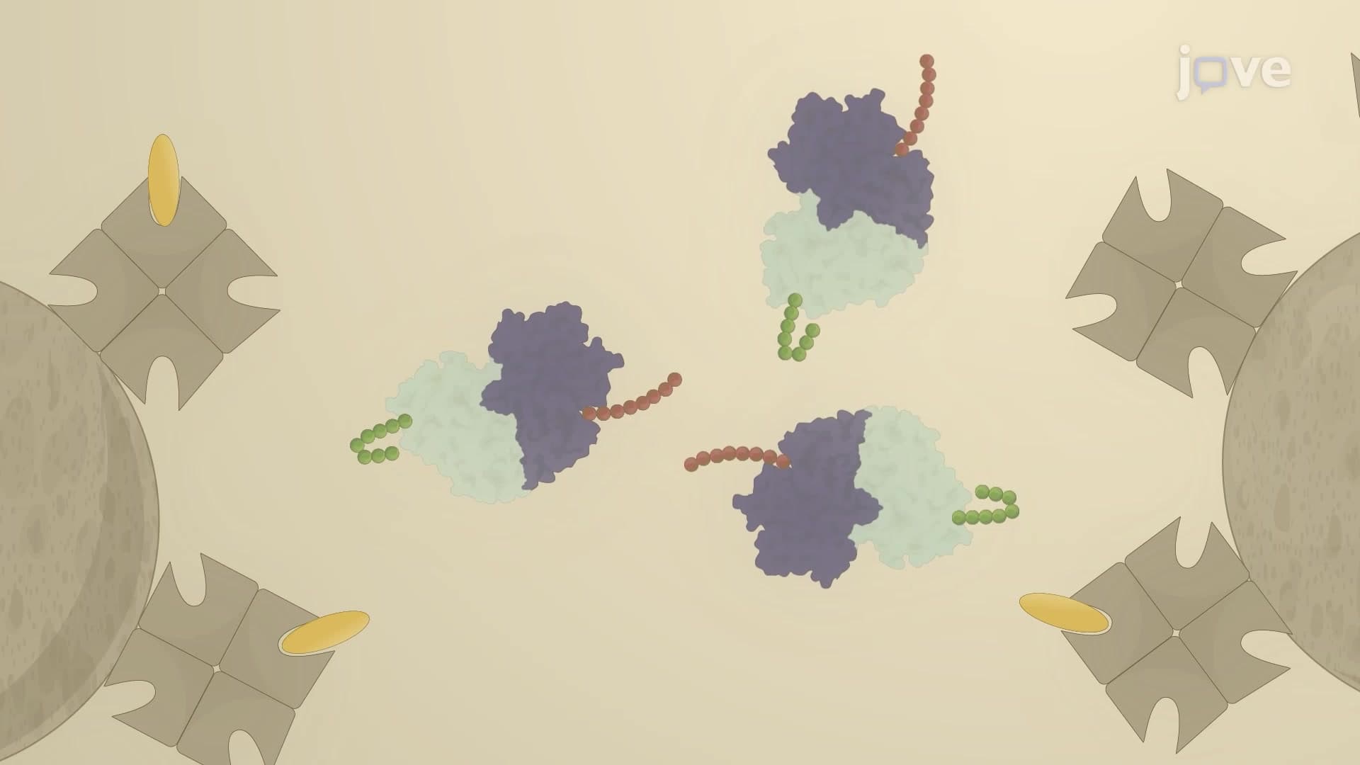 Tandem Affinity Purification Assay to Study Protein-Protein Interactions