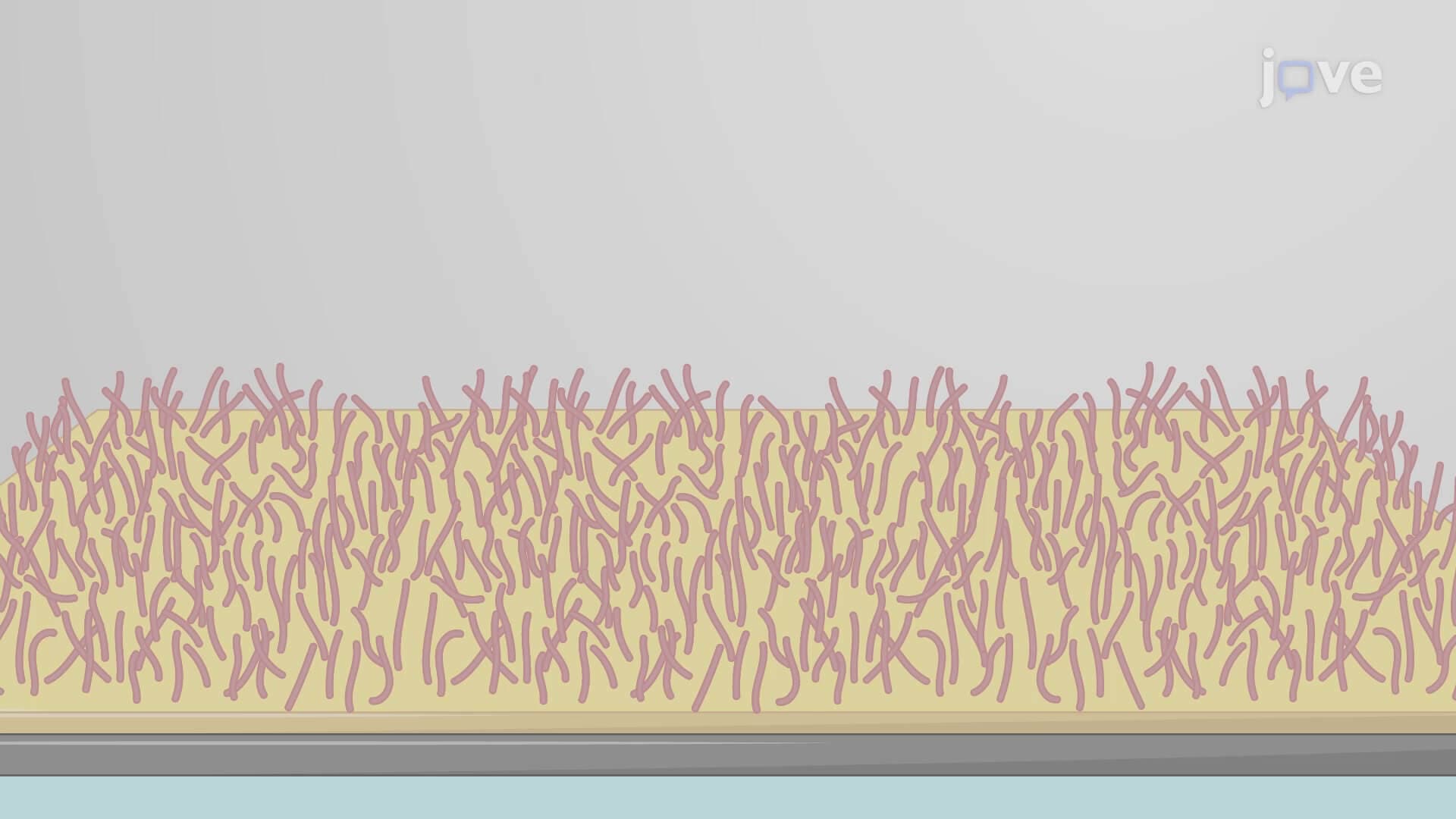 Surface Plasmon Resonance to Study Biomolecular Interactions Using a Sensor Chip