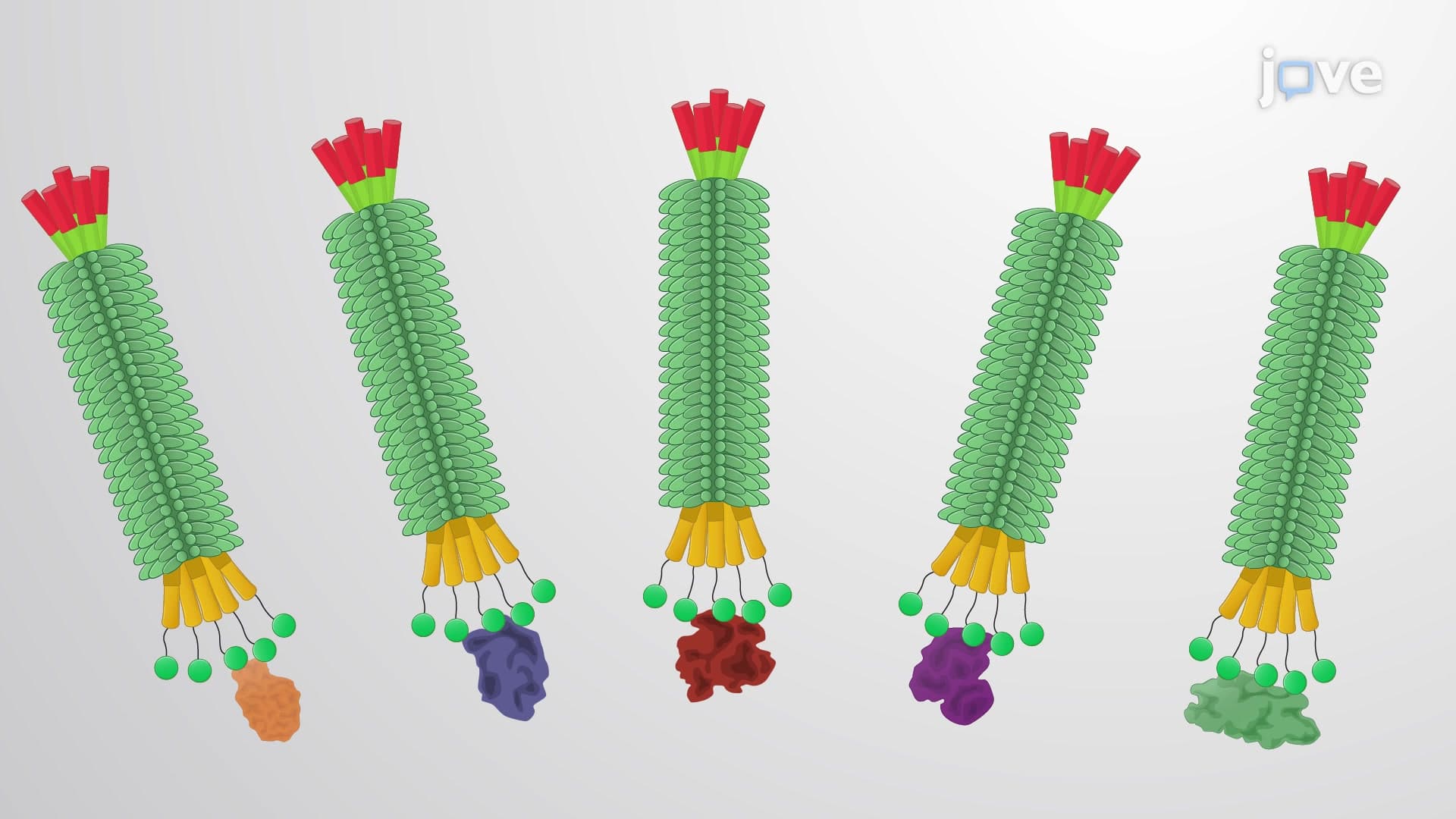 Using Phage Display to Select Proteins with High Affinity to a Target Protein