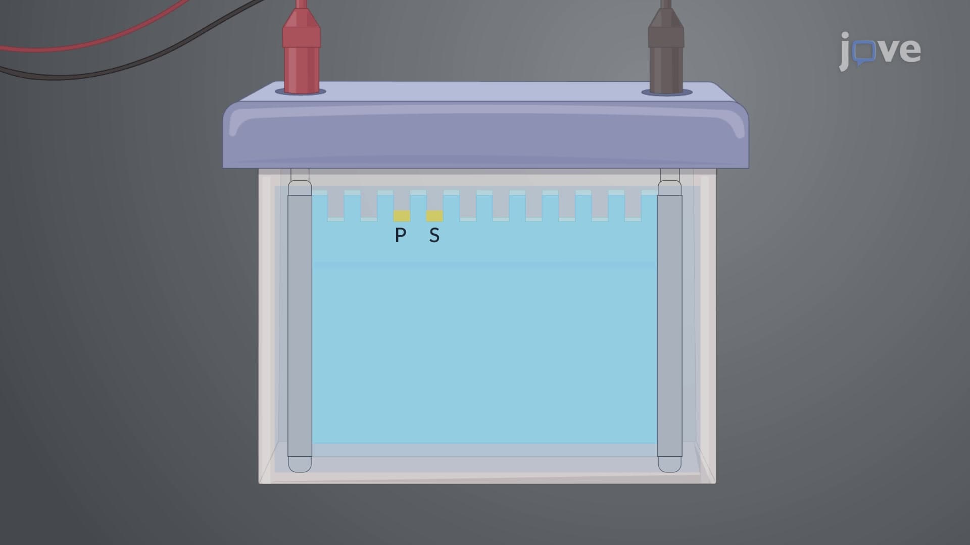 Electrophoretic Mobility Shift Assay for Detection of Transcription Factor-DNA Complexes