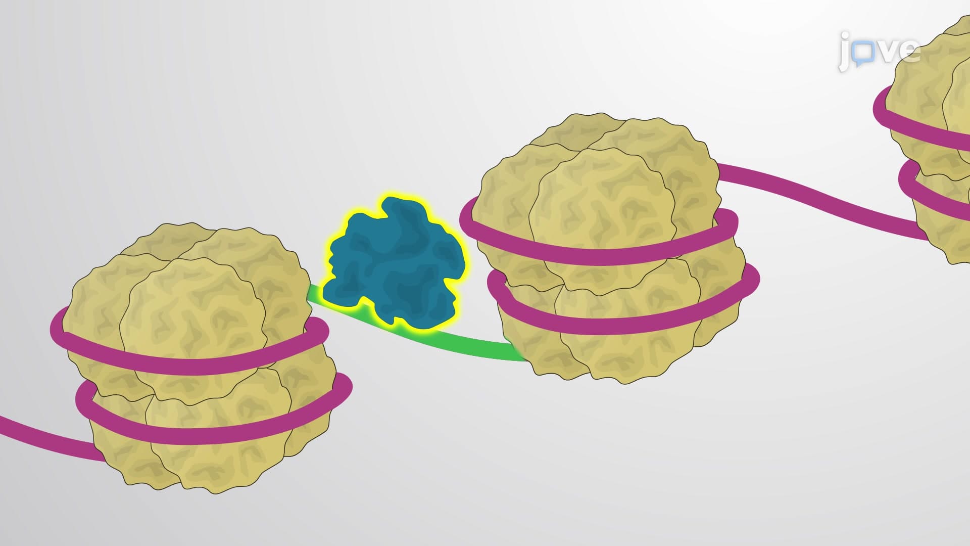 Chromatin Immunoprecipitation to Identify Target Protein Binding Sites on Genomic DNA