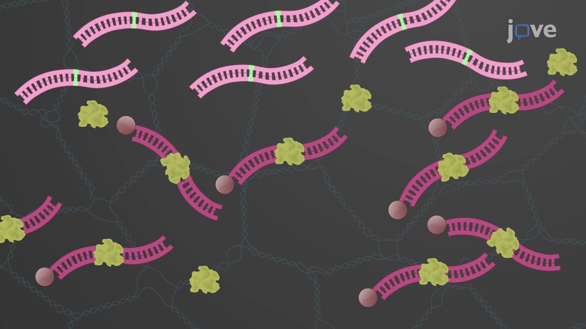 Fluorescence Anisotropy to Determine Transcription Factor-DNA Binding Affinity