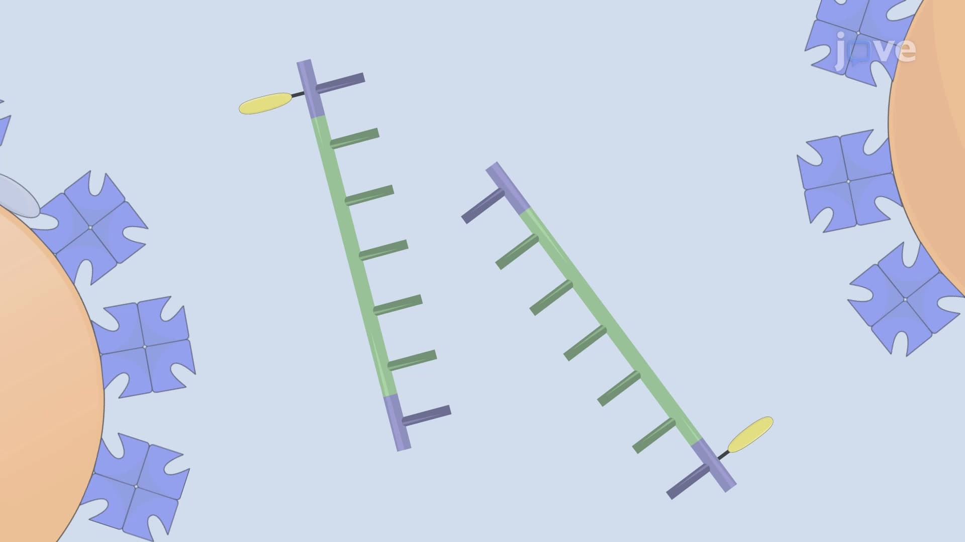 RNA-Protein Pull-Down Assay to Isolate RNA-Binding Proteins via Affinity Extraction