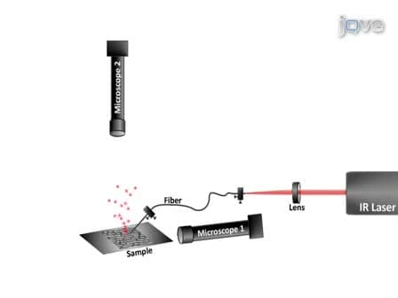 Direct Analysis of Single Cells by Mass Spectrometry at Atmospheric Pressure