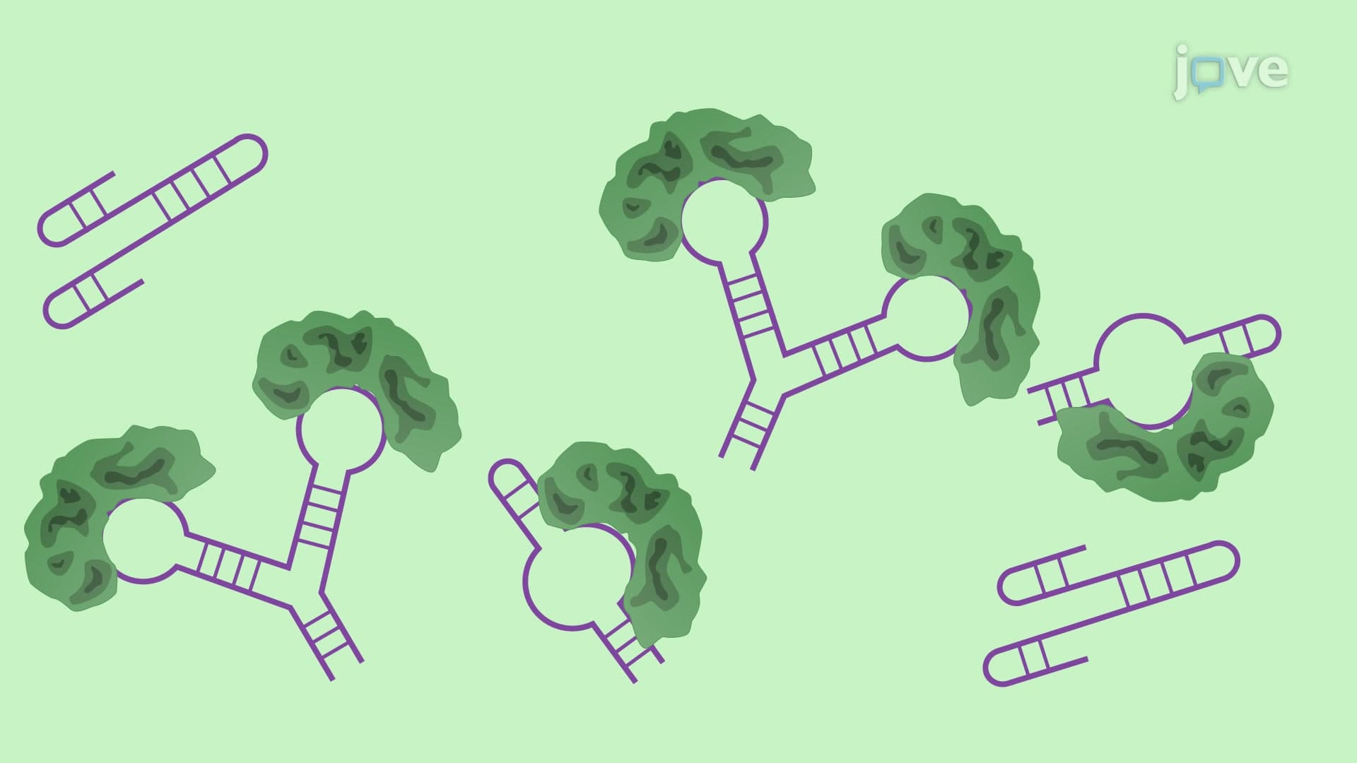 SELEX-Based In Vitro Binding Assay to Identify RNA-Protein Interactions