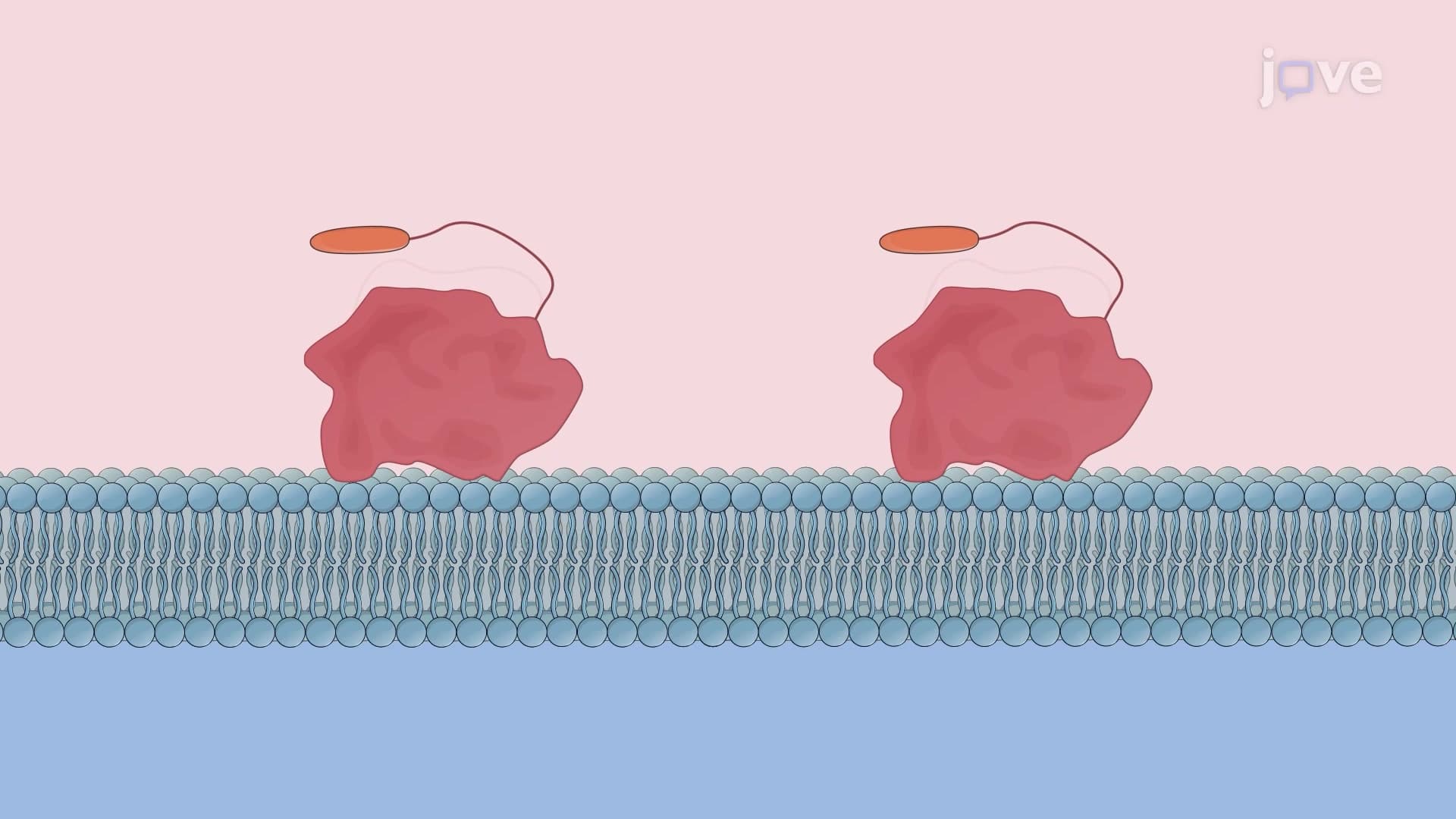 Dissipative Microgravimetry Technique to Study Protein-Lipid Bilayer Interaction