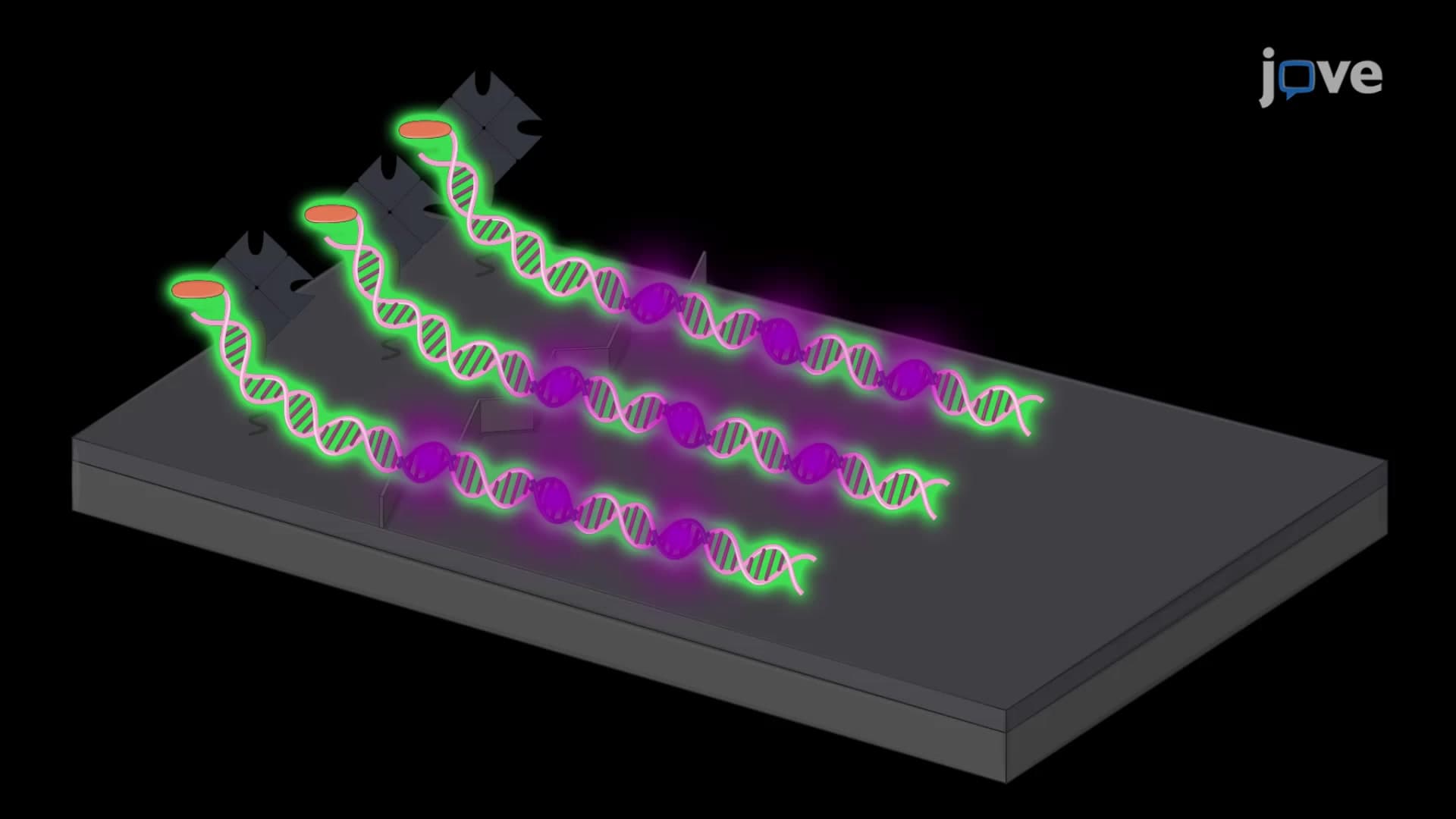 Single-Molecule Imaging to Visualize Fusion Protein Condensates Assembly on DNA Curtains