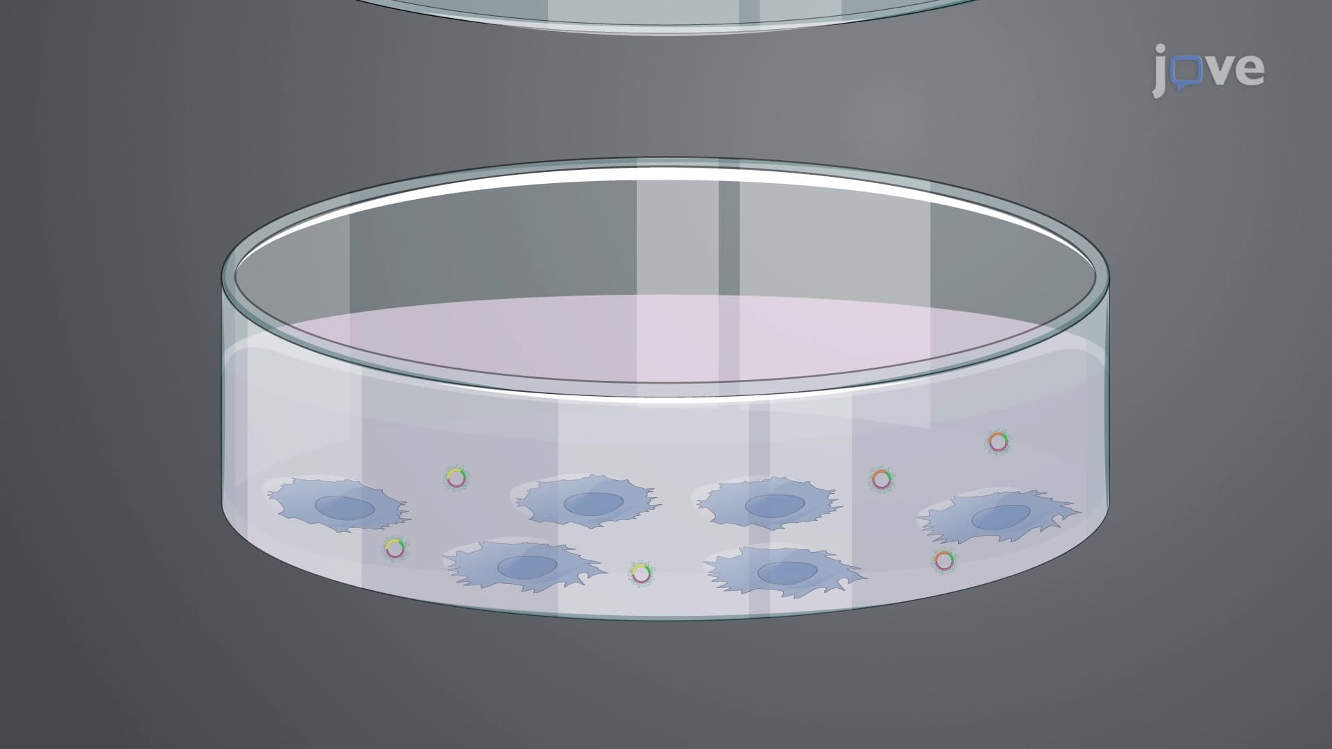 Bimolecular Complementation Affinity Purification to Isolate Two Interacting Proteins