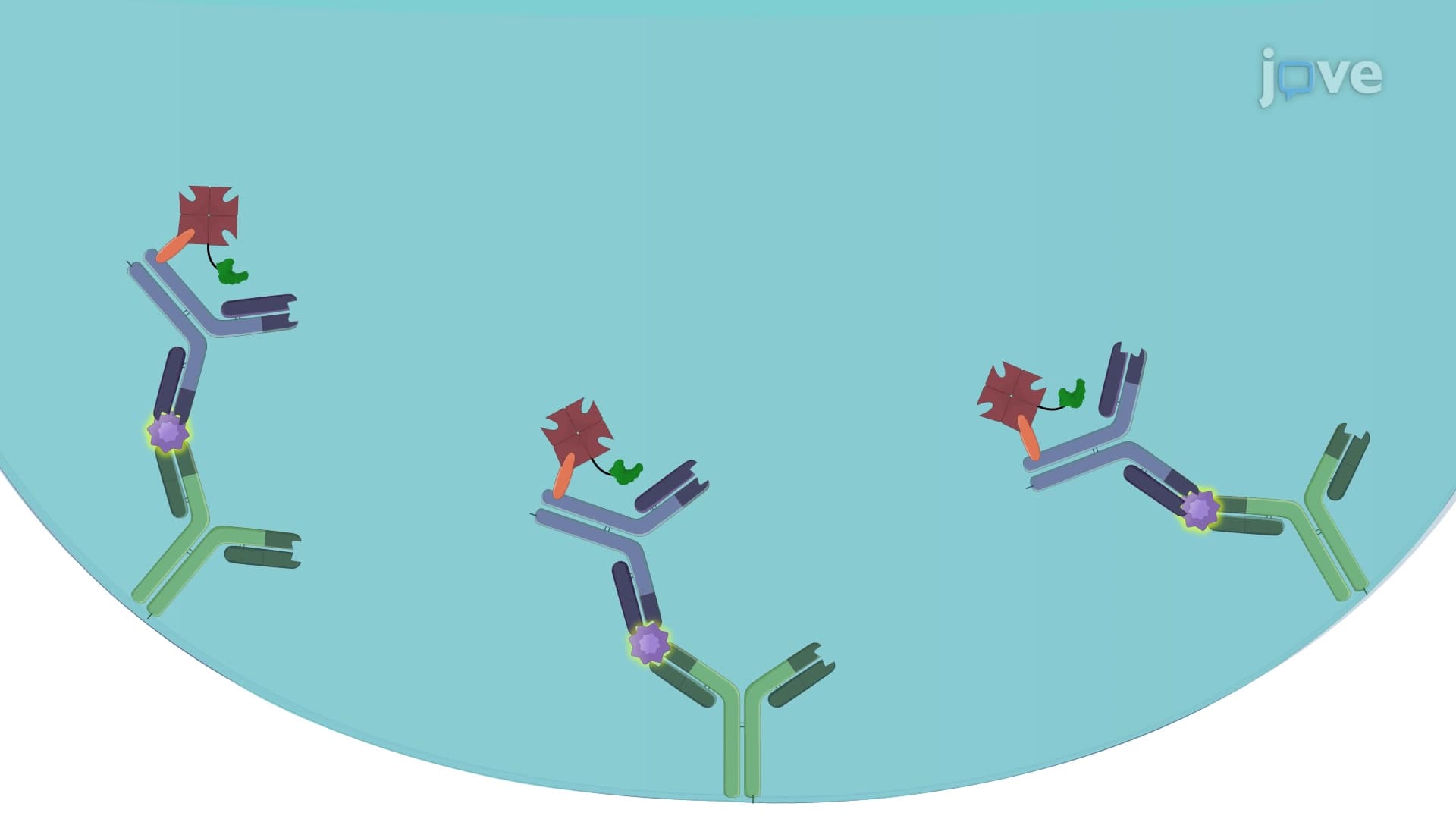 ELISA-Based Reporter Assay to Study the Receptor-Ligand Interaction in BW Cells