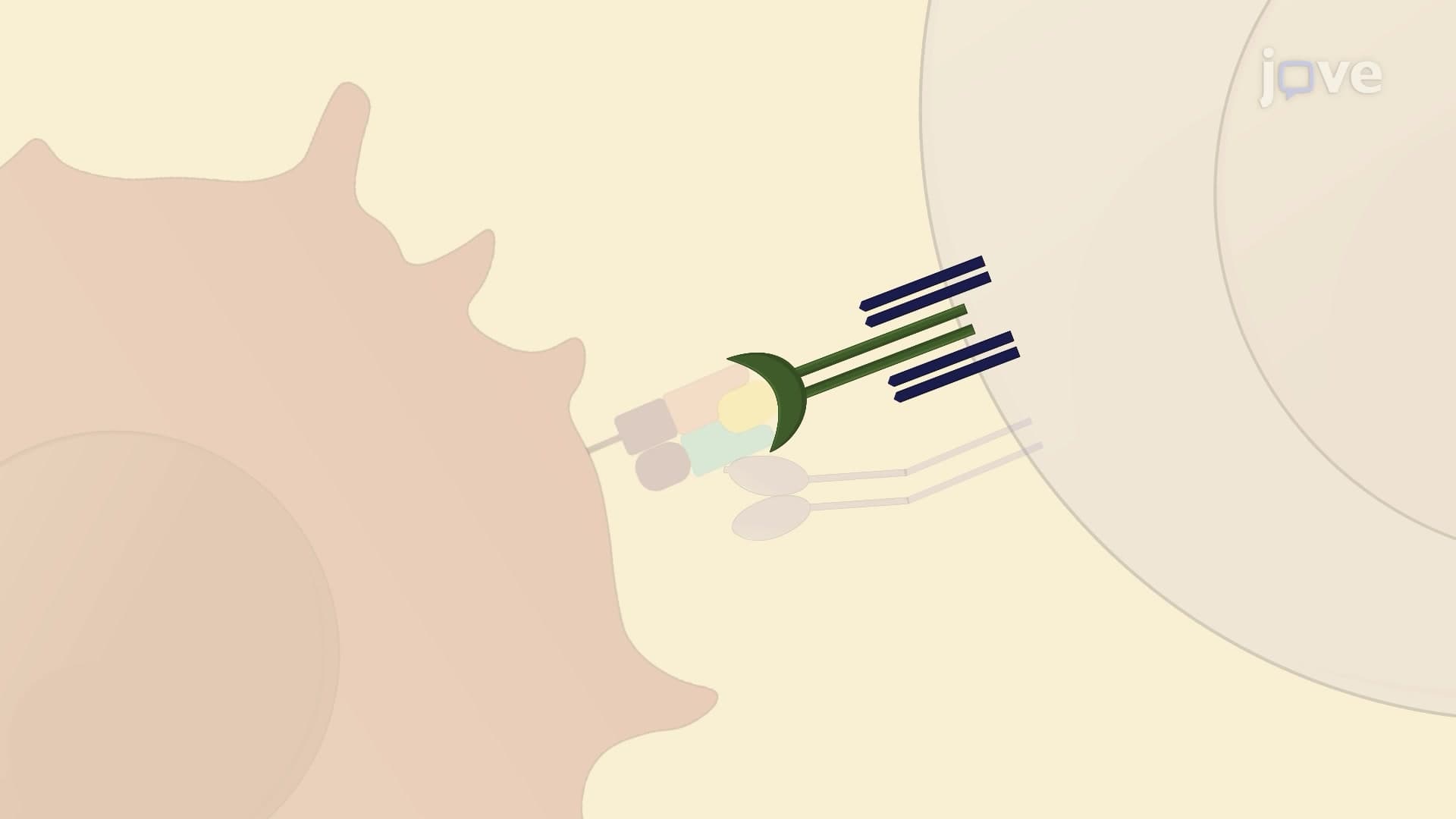 Biomembrane Force Probe to Quantitate Receptor-Ligand Interactions