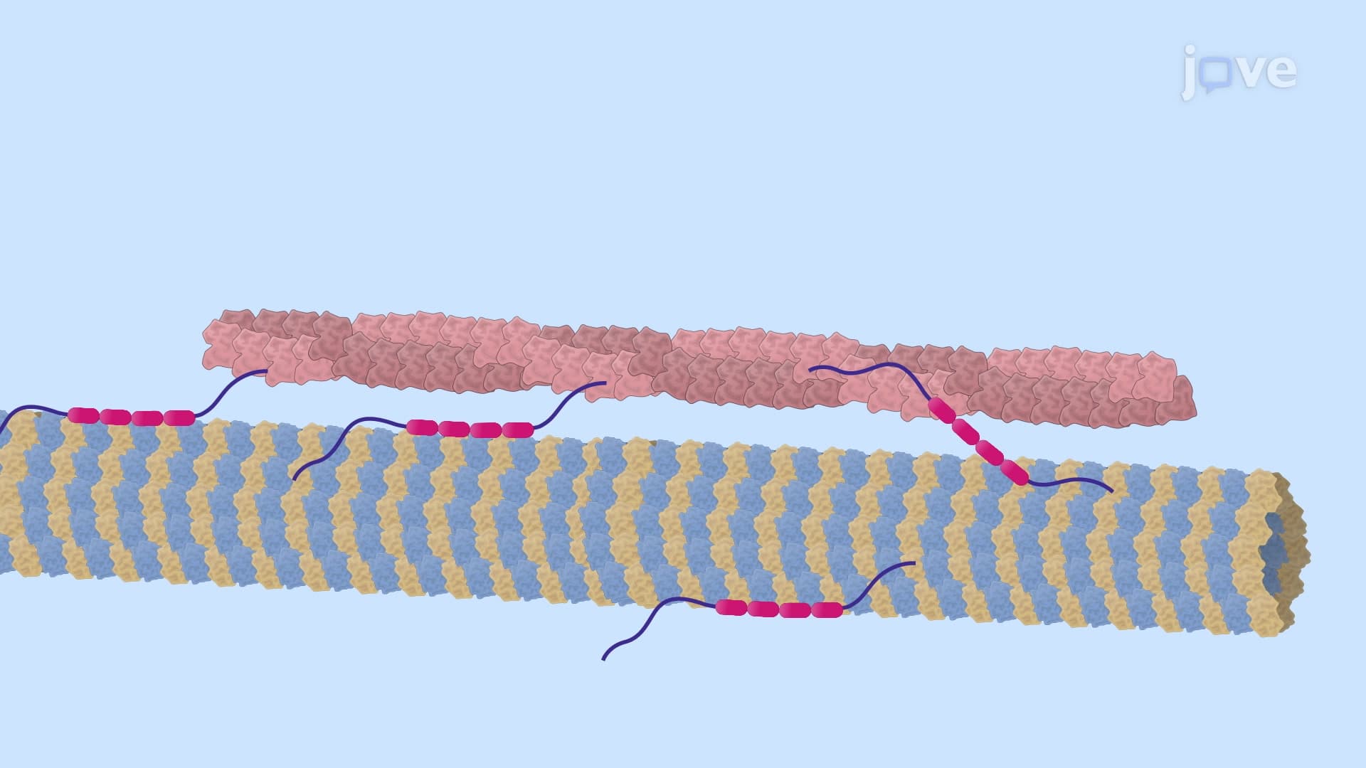 TIRF Microscopy to Visualize Actin and Microtubule Coupling Dynamics