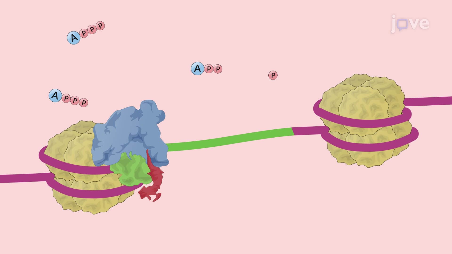 The Circular Dichroism Spectroscopy Technique to Study DNA-Protein Interactions