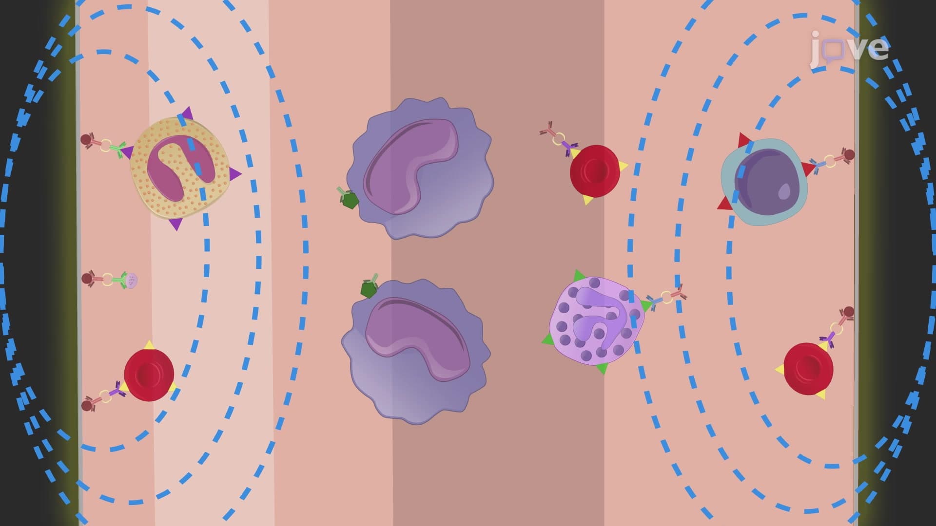 Isolation of Monocytes from Whole Blood by Immunomagnetic Negative Selection