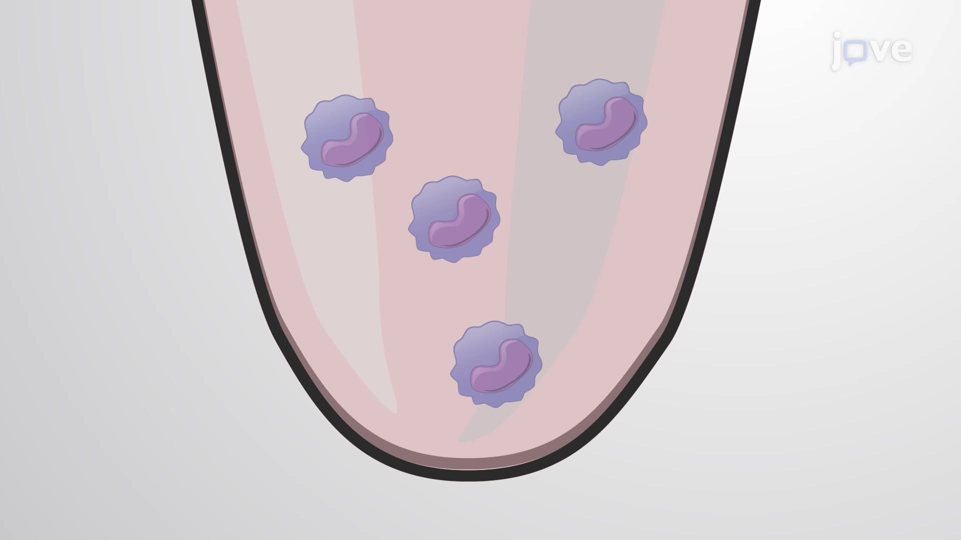 In Vitro Culture and Differentiation of Primary Monocytes into Macrophages