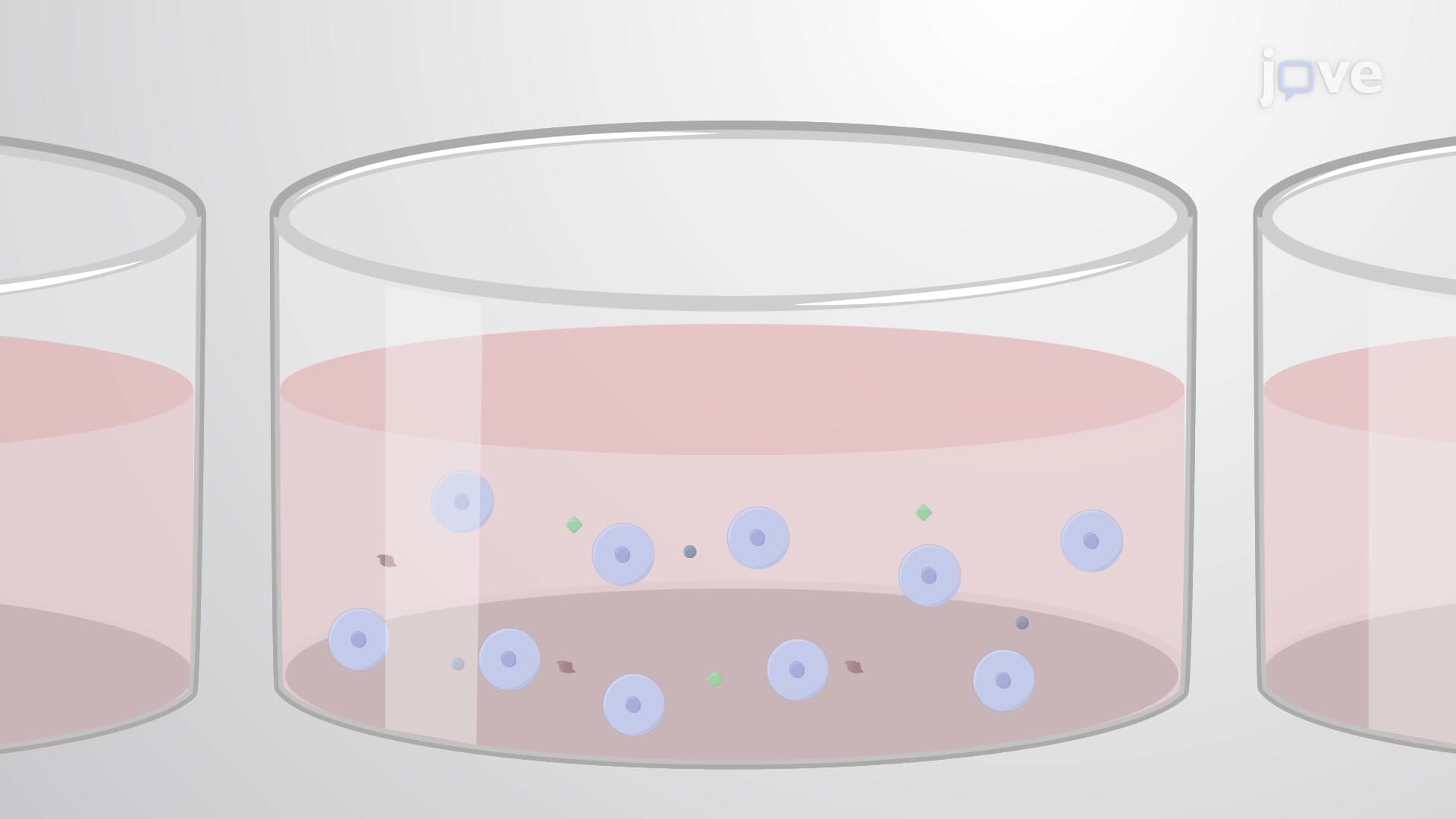 Differentiation of Human-Induced Pluripotent Stem Cells into Macrophages