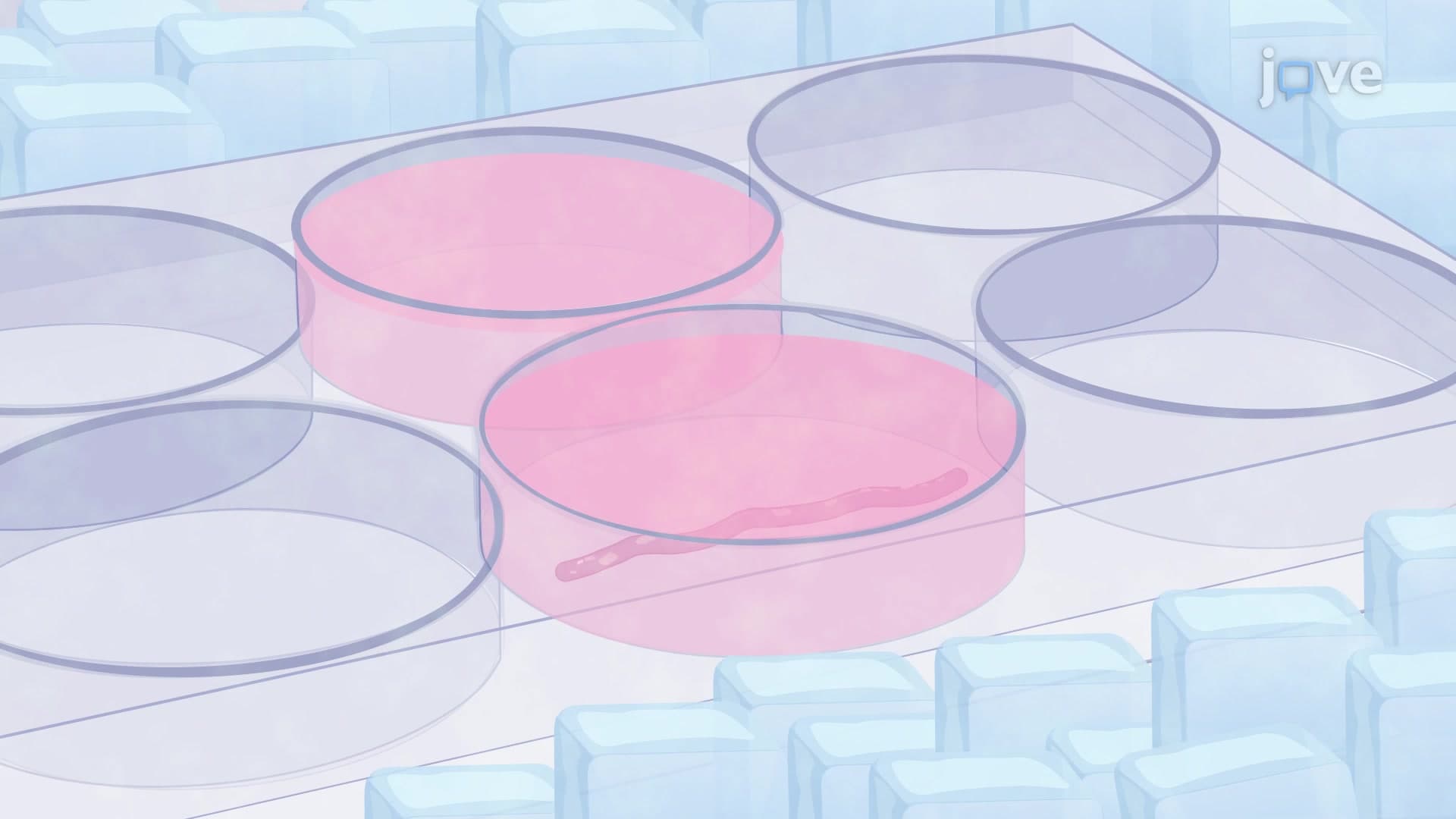 Isolation of Lymphocytes from a Mouse Peyer's Patch