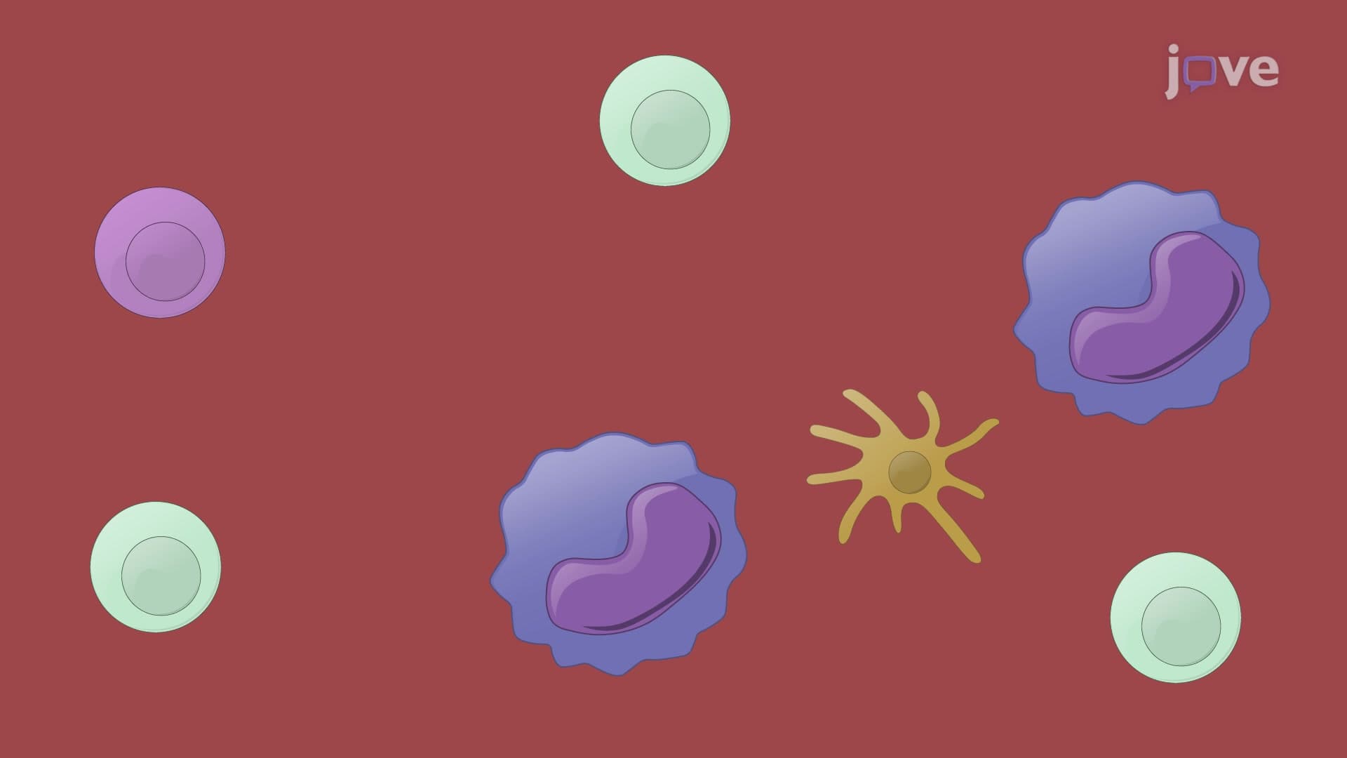 Isolation of Peripheral Blood Mononuclear Cells from Human Buffy Coats