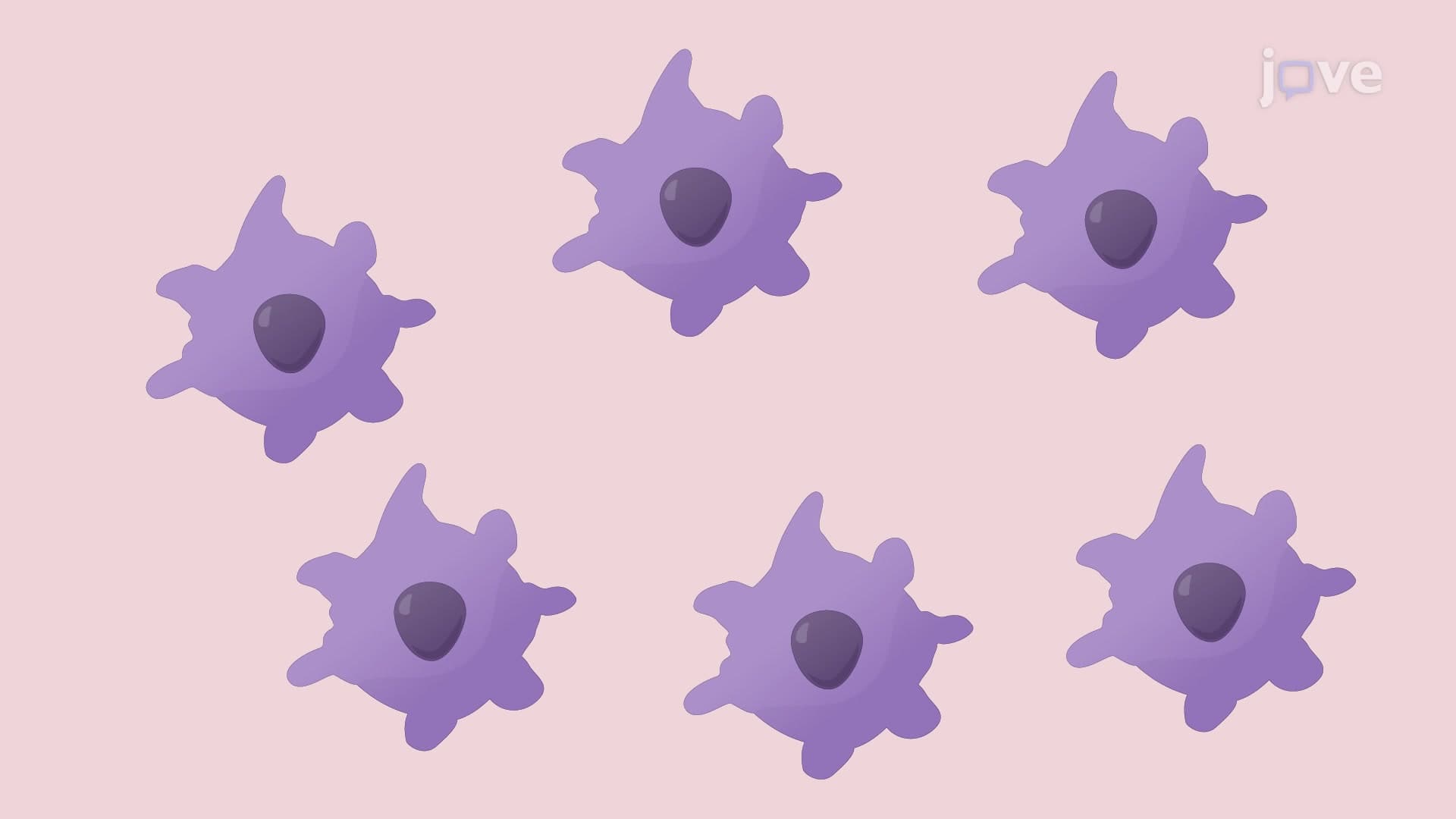 Differentiation and Polarization of Monocyte-Derived Cells into Macrophage-Like Cells