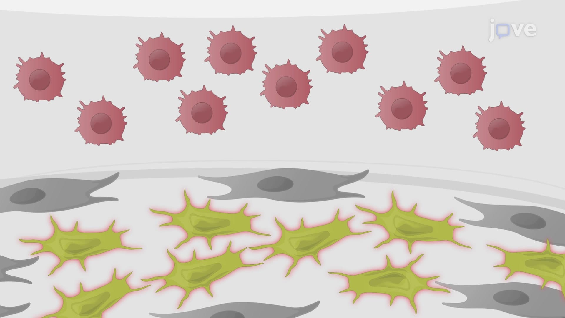 In Vitro Generation of Plasmacytoid Dendritic Cells from Common Lymphoid Progenitors