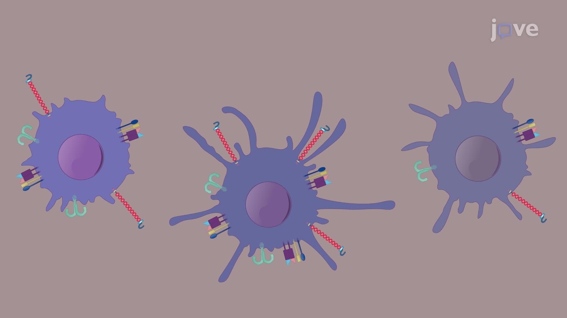 Generation of Immature, Mature, and Tolerogenic Dendritic Cells from Monocytes