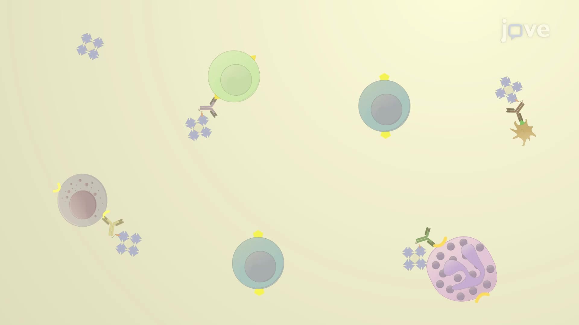 Isolation and Purification of B Cells from Human Peripheral Blood