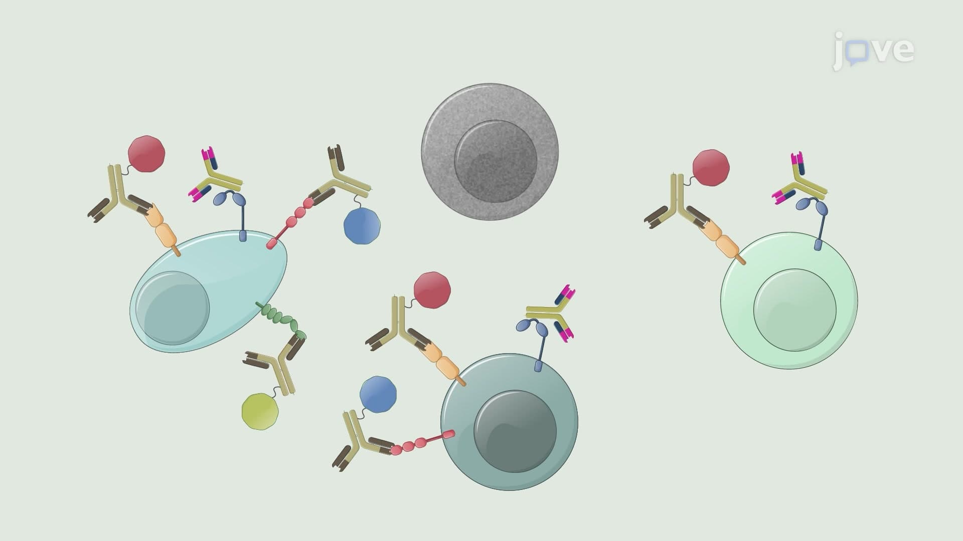 Flow Cytometry-Based Cell Sorting for Different Circulatory B Cell Populations