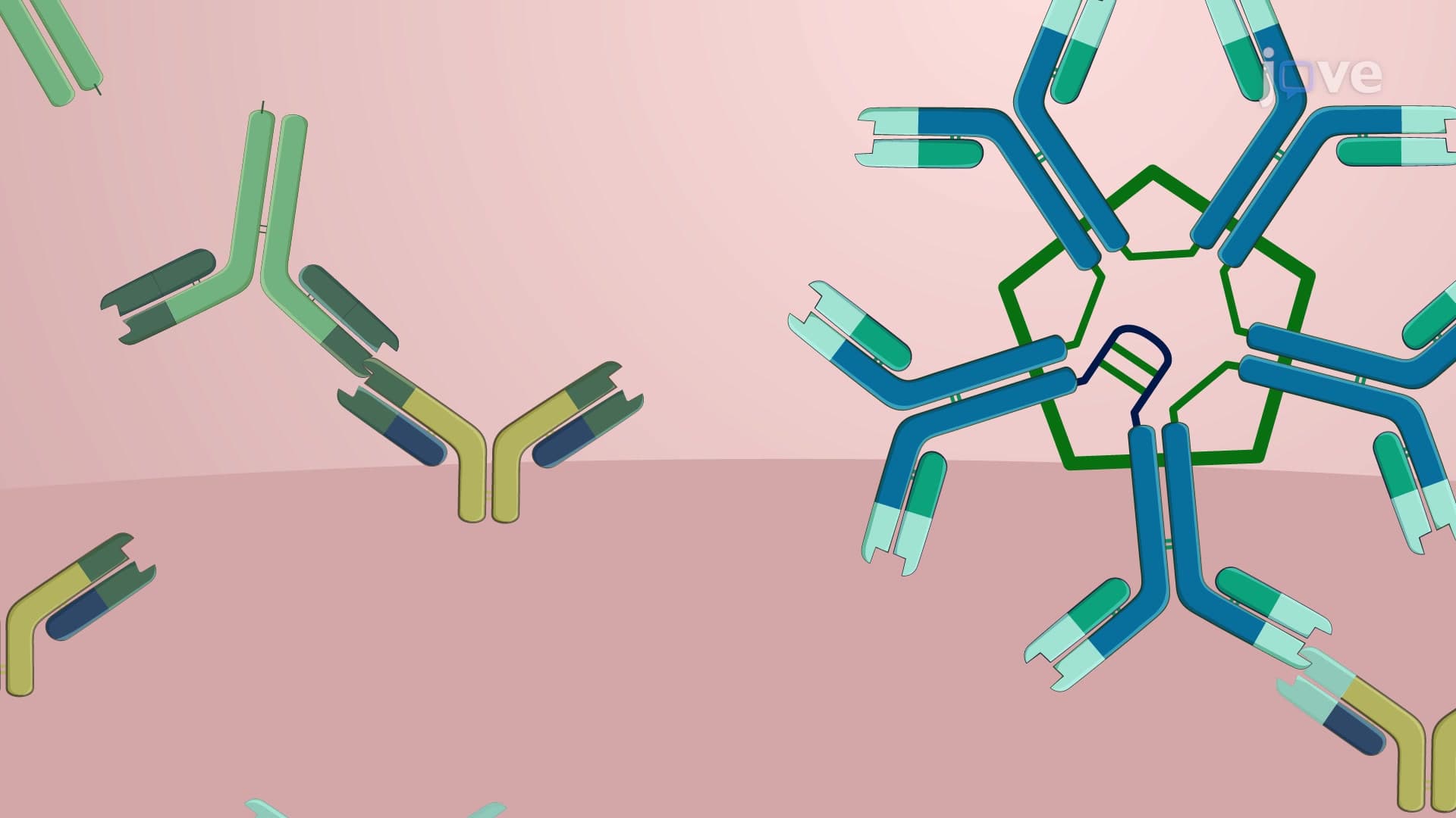 Functional Assessment of Antibody-Secreting B Cells Using ELISpot Assay