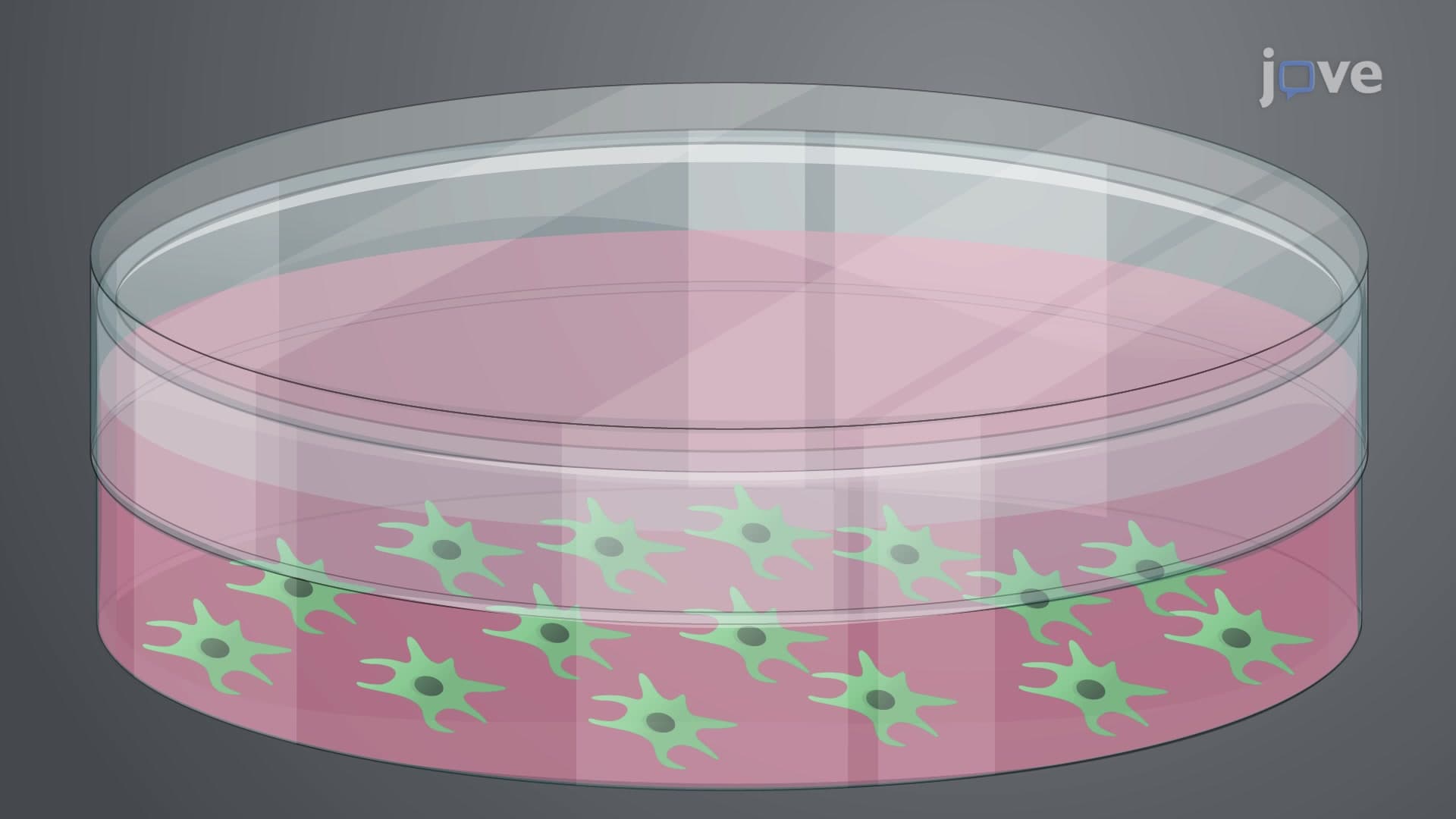 Isolation and Culture of Bone Marrow Stromal Cells from a Mouse Tibia