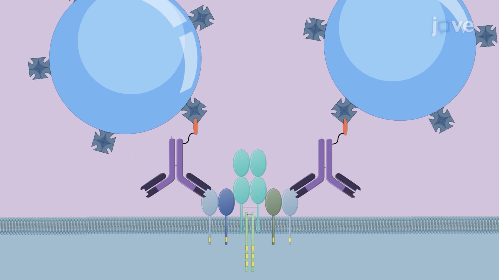 Flotation-Based T Cell Isolation Using Buoyancy-Activated Cell Sorting