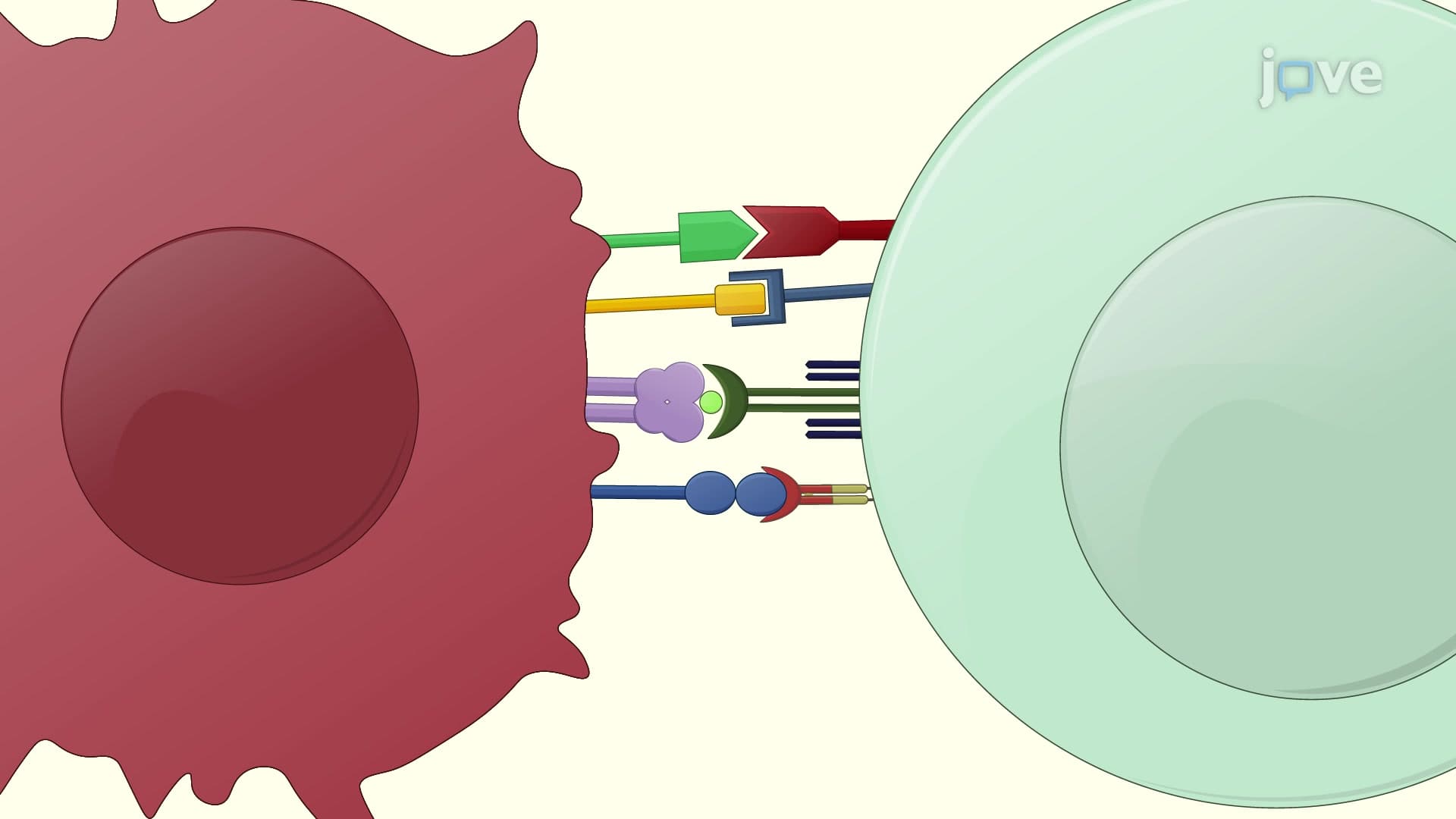 Culturing of Activated T Cells from Human Peripheral Blood Mononuclear Cells
