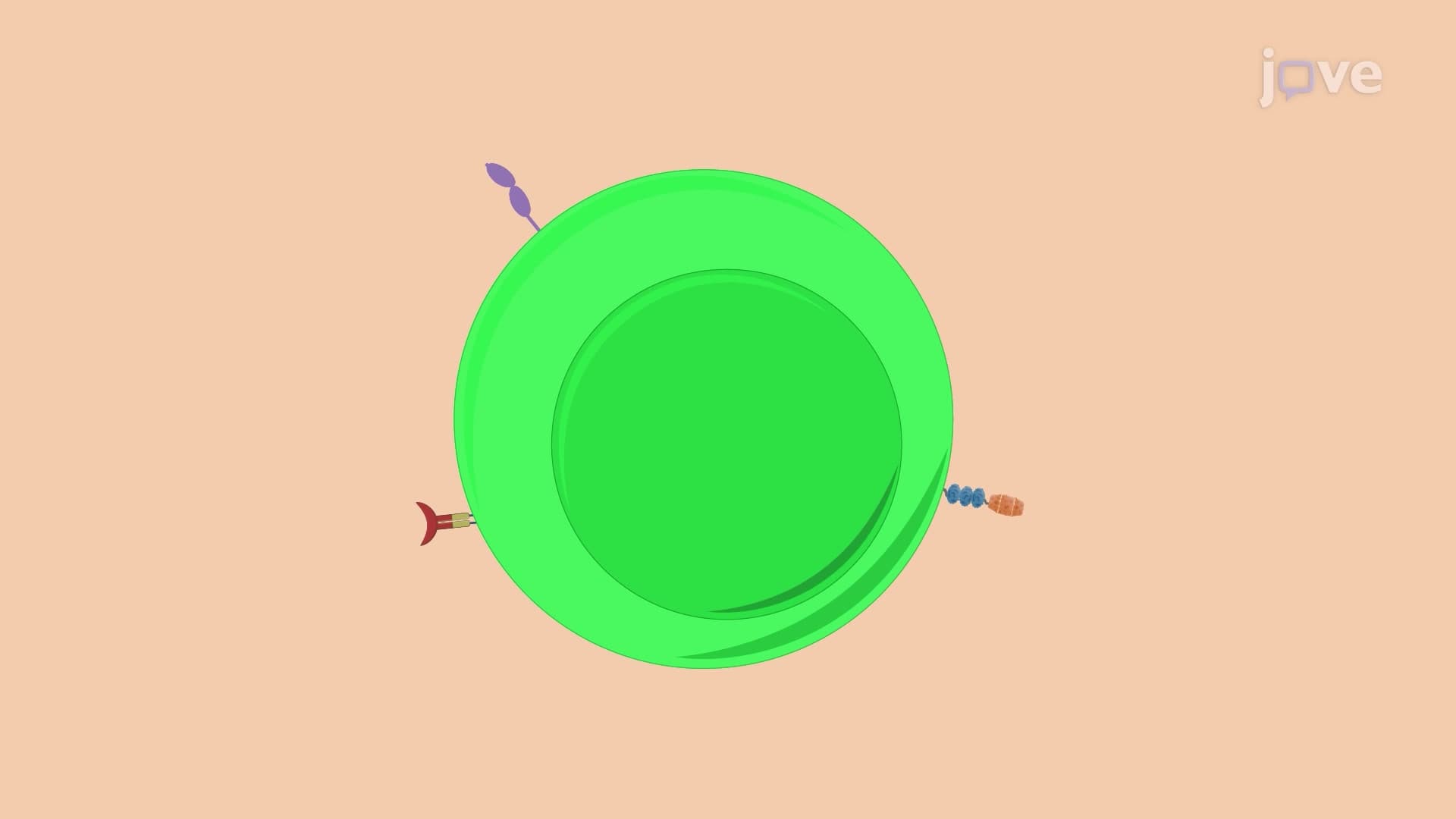 Identifying Regulatory T Cell Subsets from Murine Pancreatic Draining Lymph Nodes