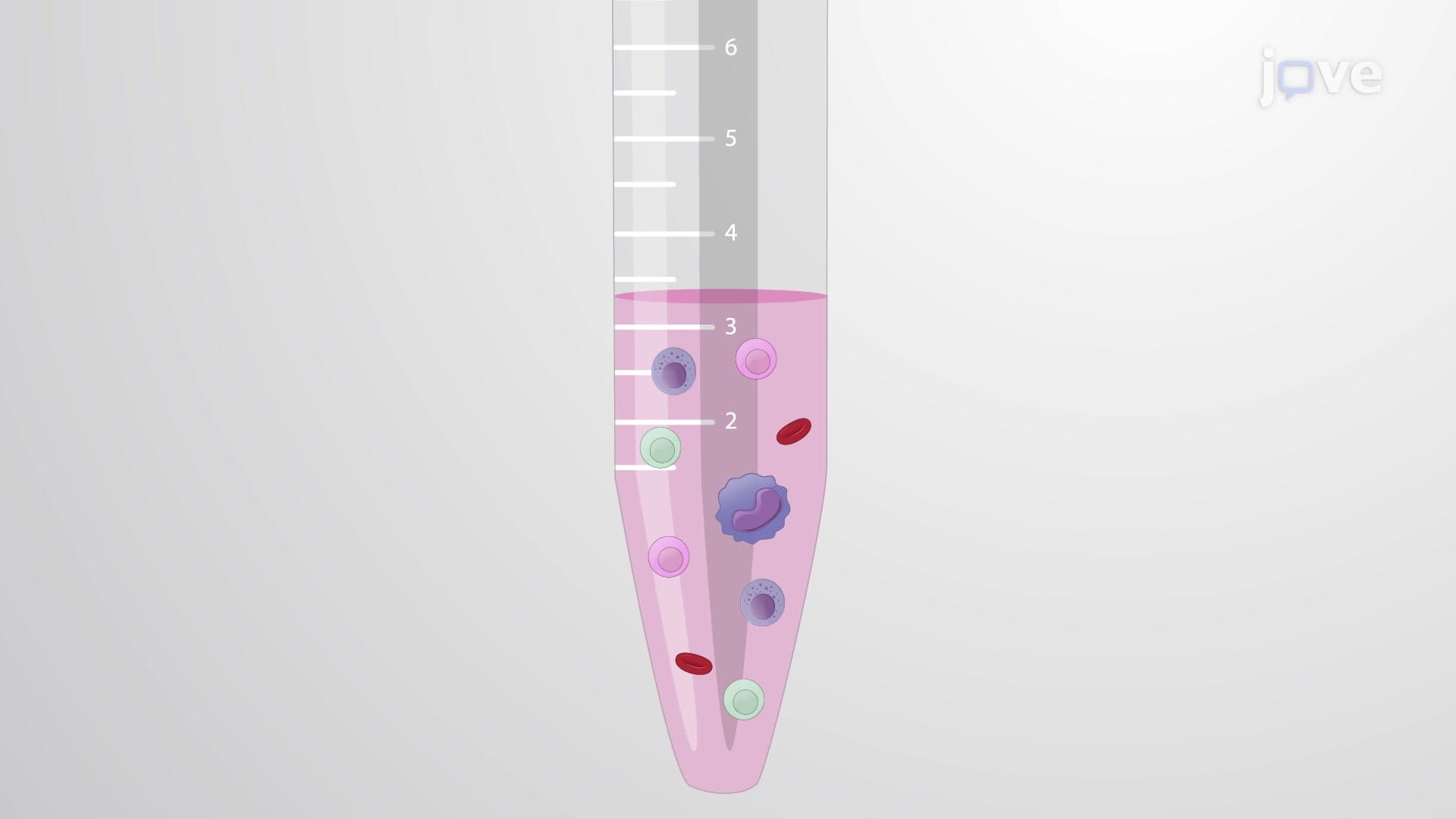 Isolation of Marginating Hepatic Leukocytes from a Mouse Liver