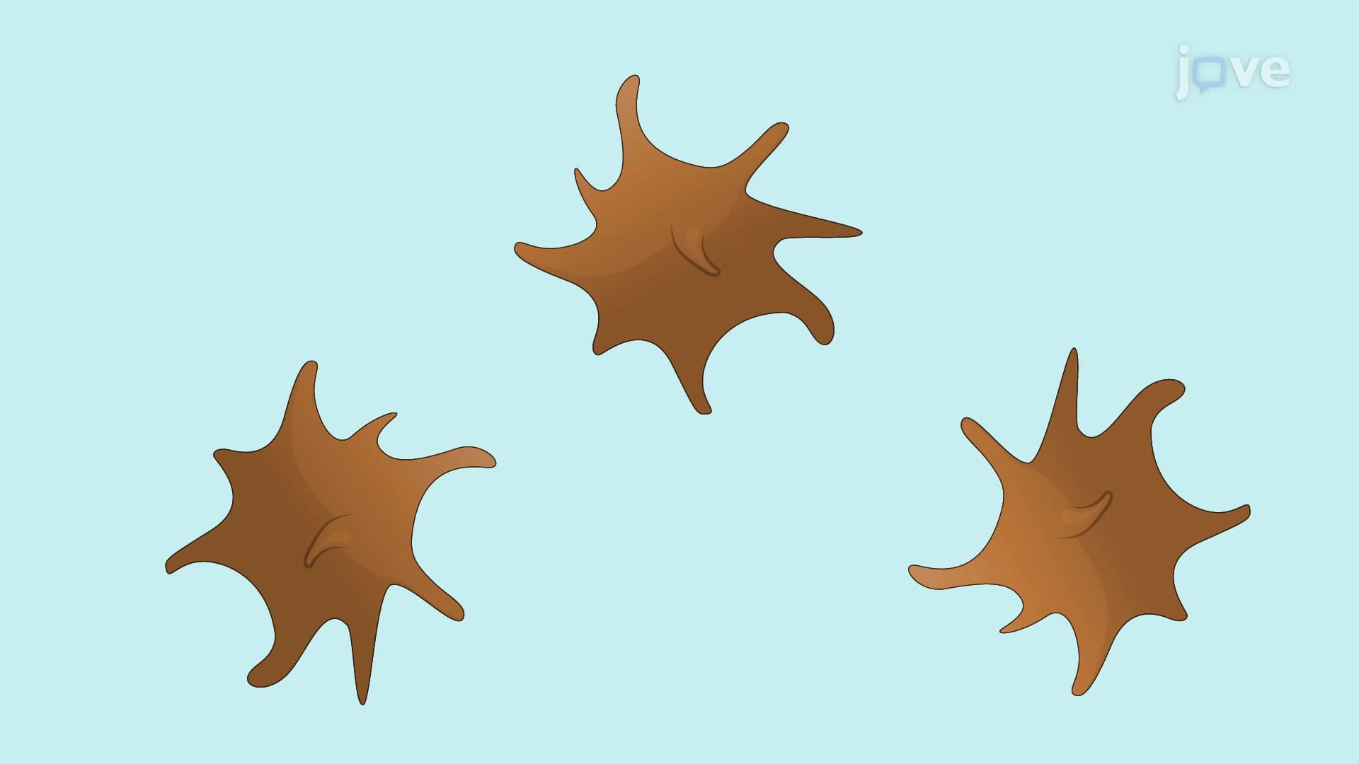 An In Vitro Method for the Differentiation of Megakaryocytes and Platelet Formation