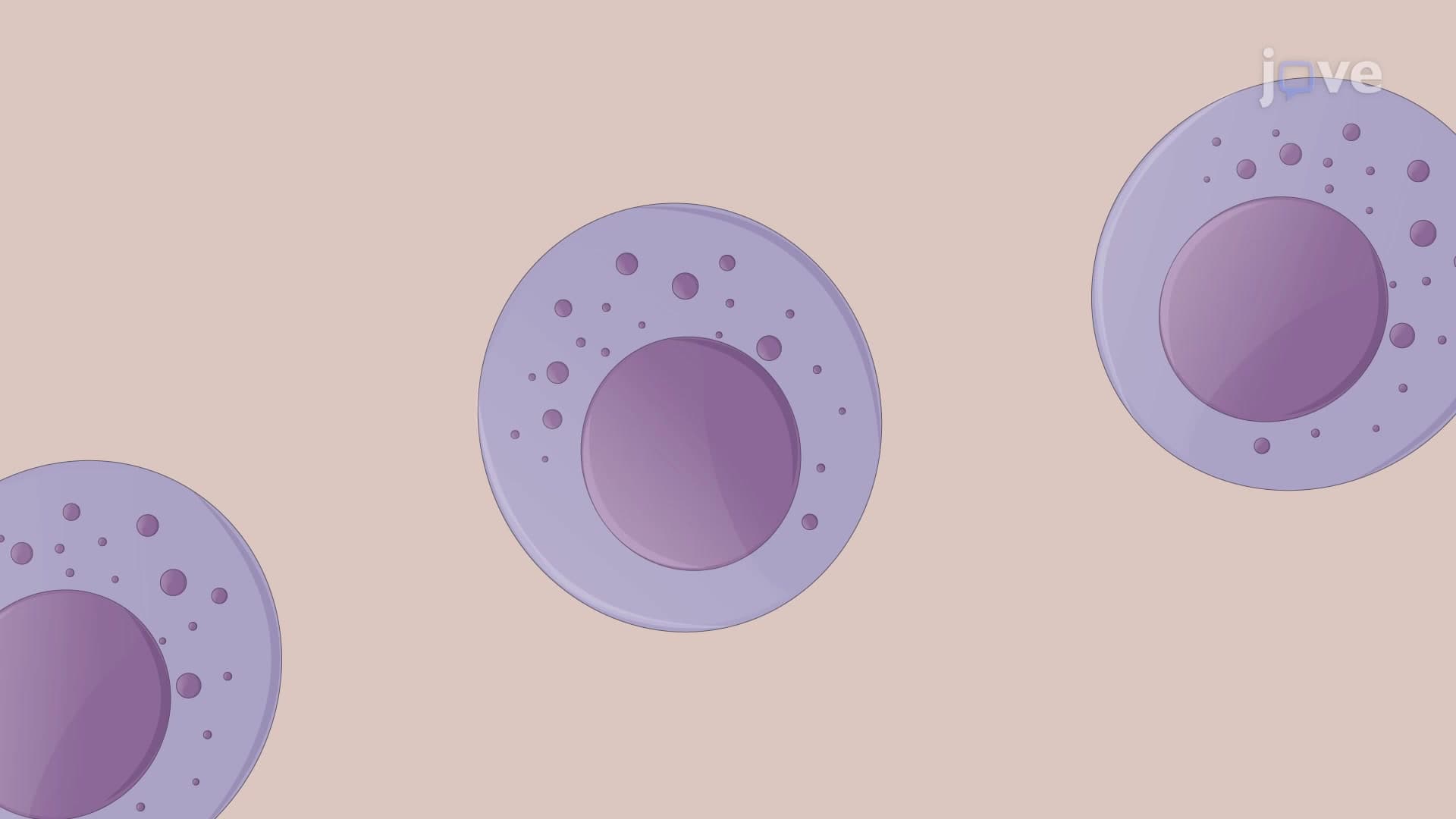 Natural Killer Cell Isolation from Liver Tissue for Selective Expansion