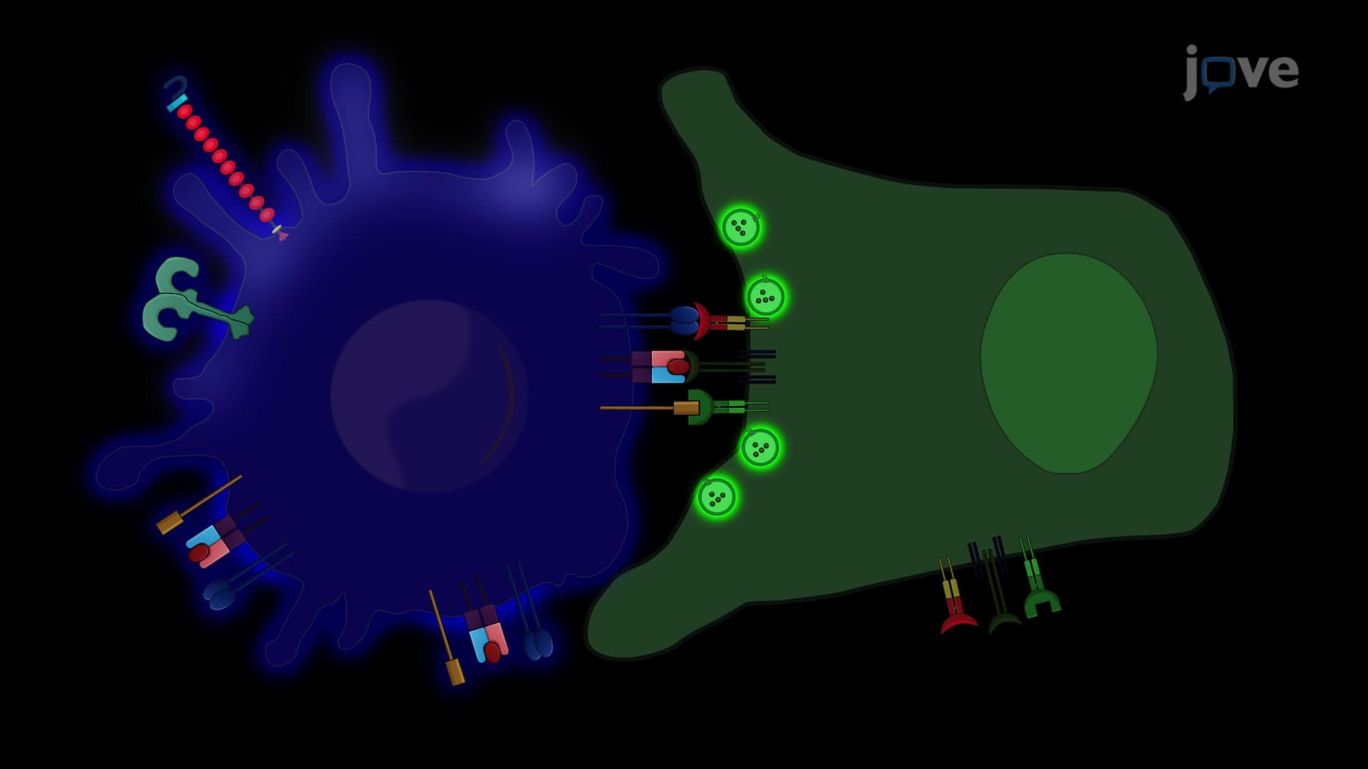 Immunological Synapse Formation Between Helper T Cells and Antigen-Presenting Cells