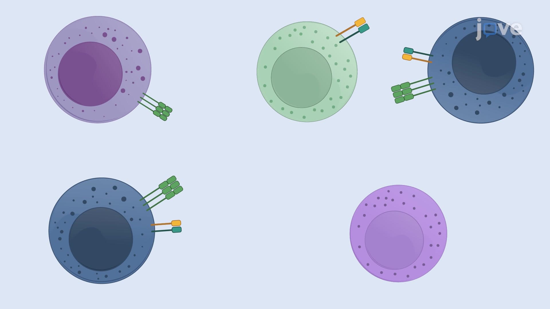 CD Marker Recognition of Human Cytokine-Induced Killer Cells by Flow Cytometry