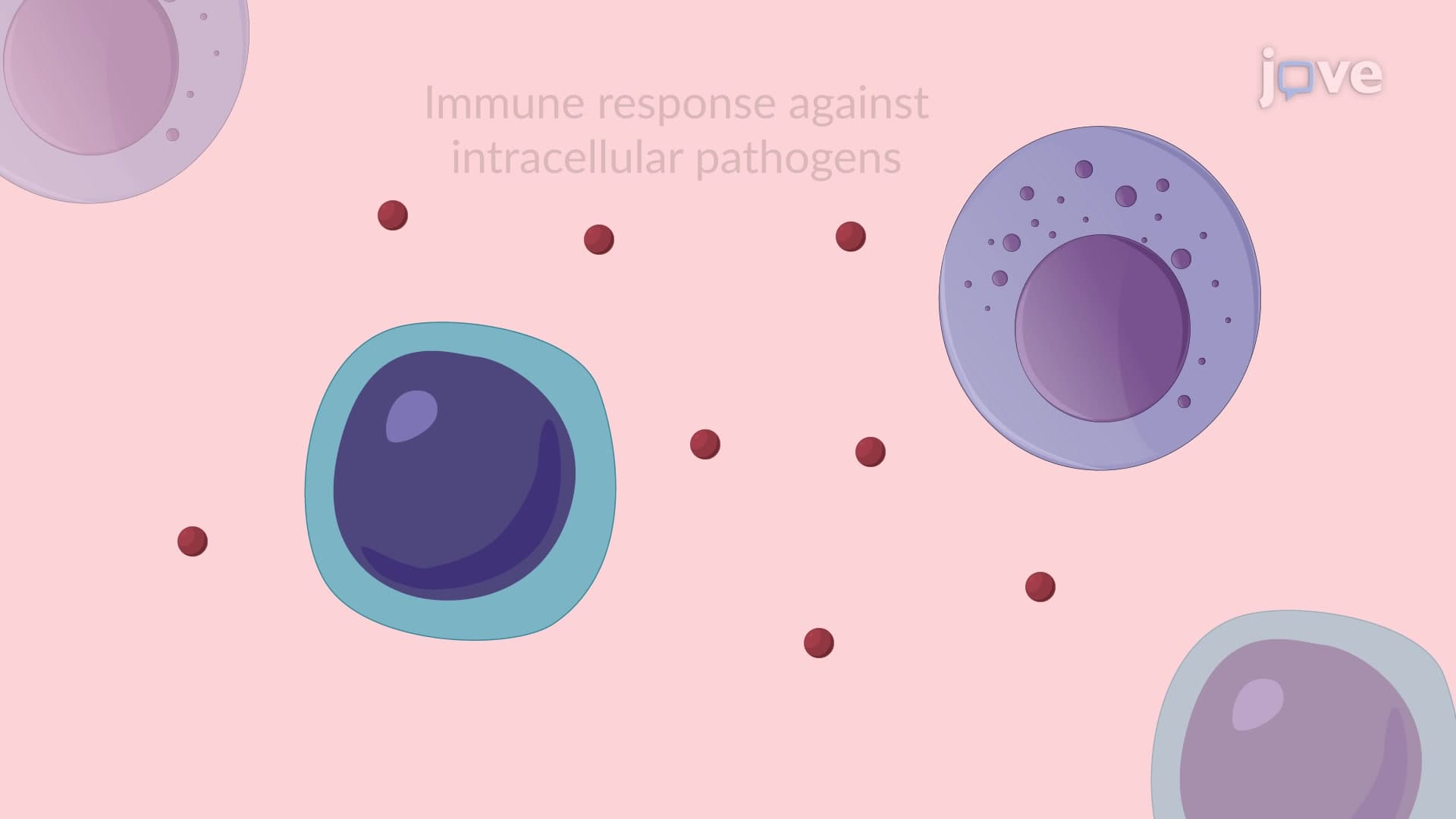 Assay for the Identification of Interferon-Gamma Secretion in Murine Lymphoid Organs
