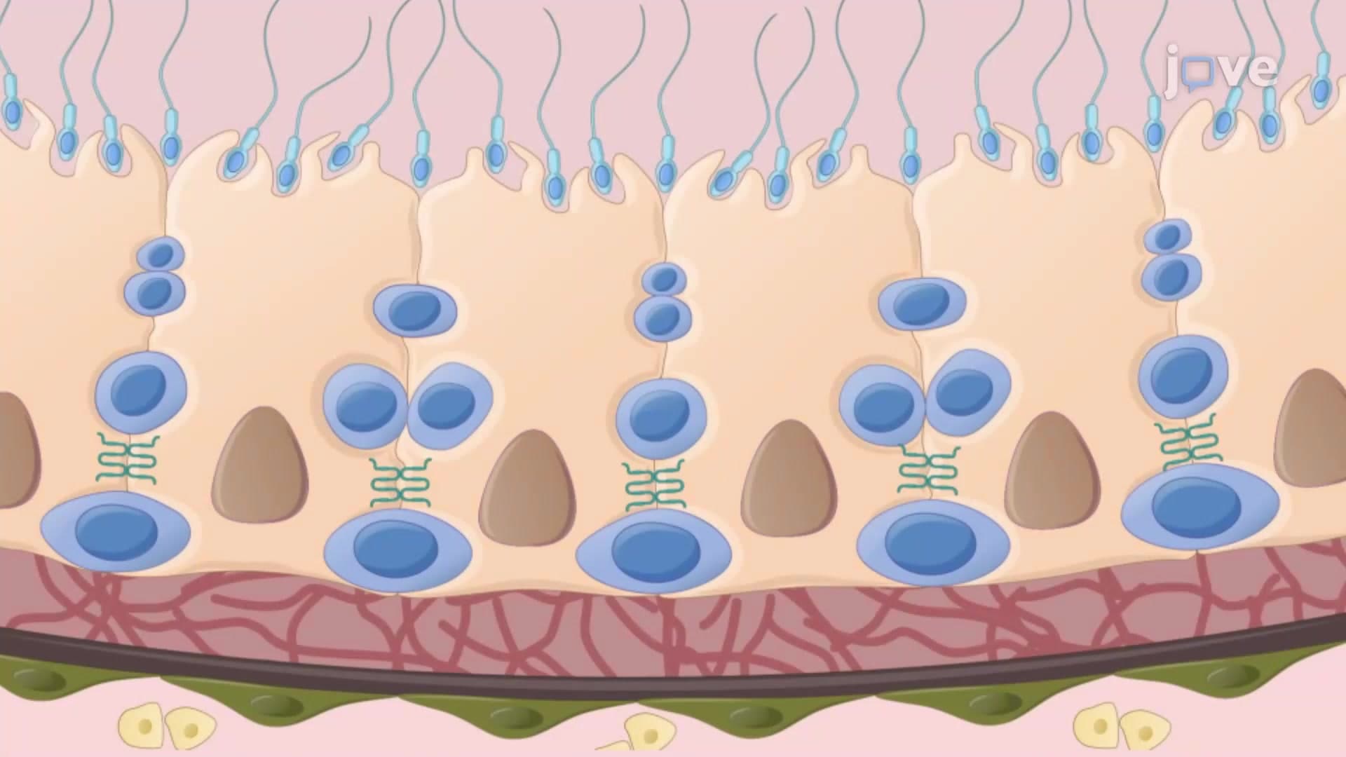 Isolation of Immune Regulatory Sertoli Cells from Mouse Seminiferous Tubules