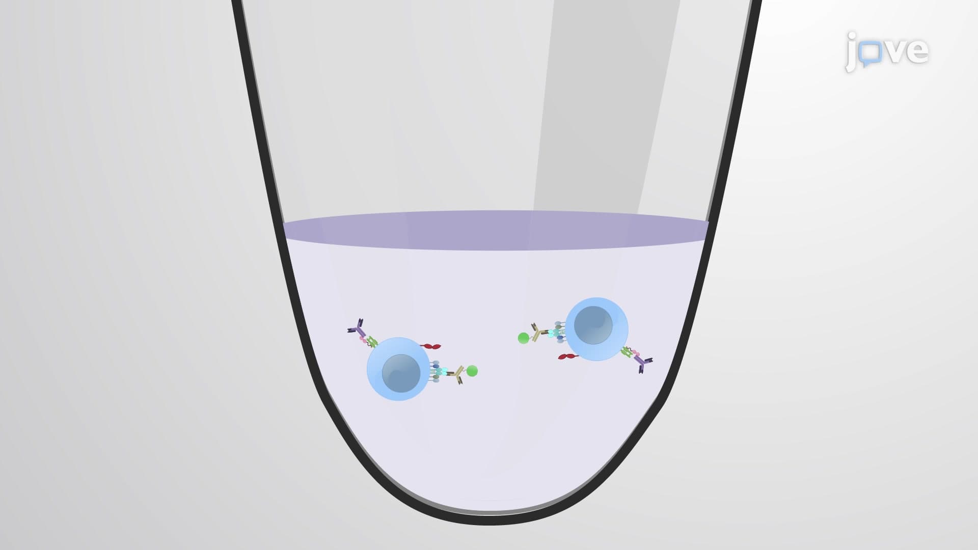 Selective Isolation of CD4+ V&delta;1+ &gamma;&delta; T Cells from Human Peripheral Blood Mononuclear Cells