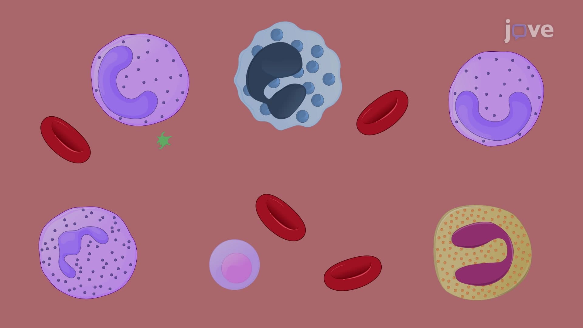 Isolation of Cytotoxic Neutrophils from Tumor-Bearing Mouse Blood