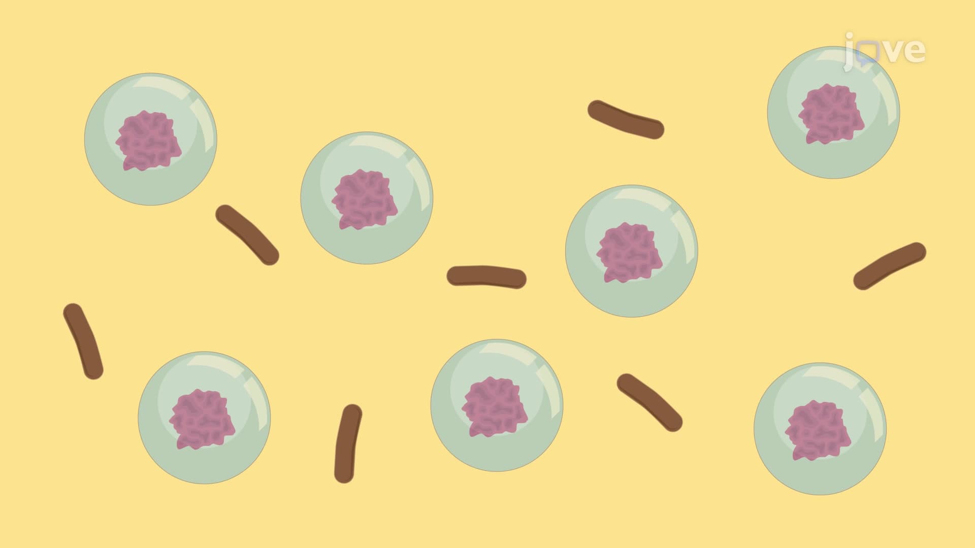 Preparing an Antigen-Adjuvant Emulsion to Induce Autoimmune Encephalomyelitis