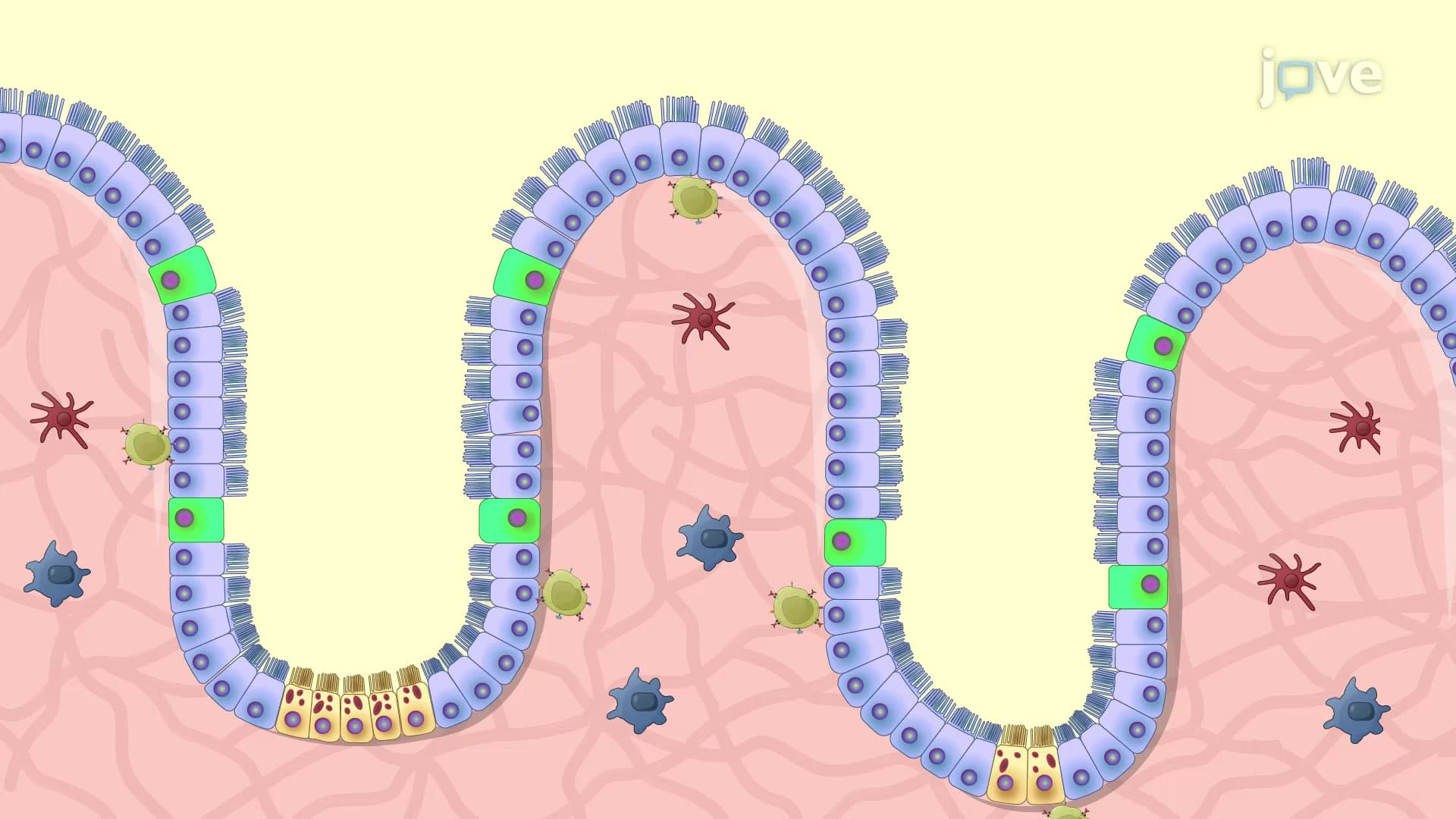 Intravital Visualization of Gamma Delta Intraepithelial Lymphocytes