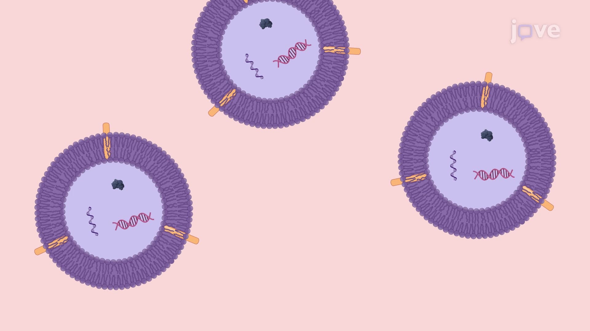Isolation of Microparticles Derived from Apoptotic T Lymphocytes In Vitro