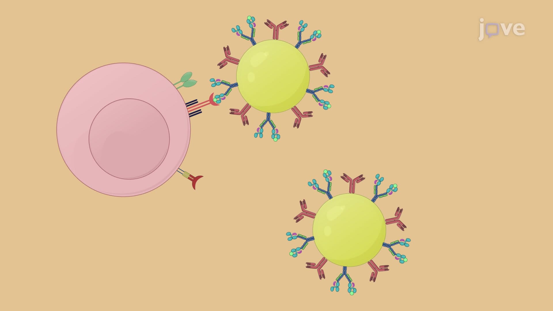 Nanoparticle-Based Enrichment and Expansion of Antigen-Specific CD8+ T Cells